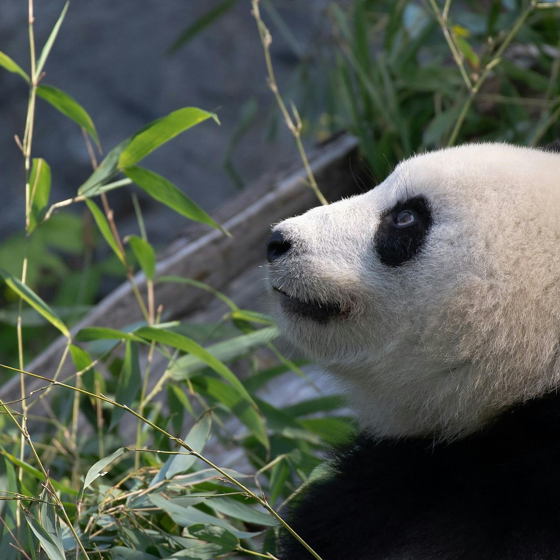 Sie wollen einen Panda haben? Für 180 Euro bekommt man ihn beim Berliner Zoo