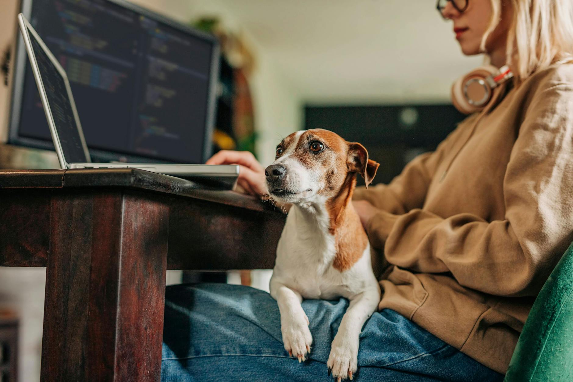 Wenn Hunde während der Arbeitszeit plötzlich alleine zu Hause bleiben müssen, kann dies ungewünschte Folgen haben – kaum ein Hund hält die Pfoten still, wenn sturmfrei ist!