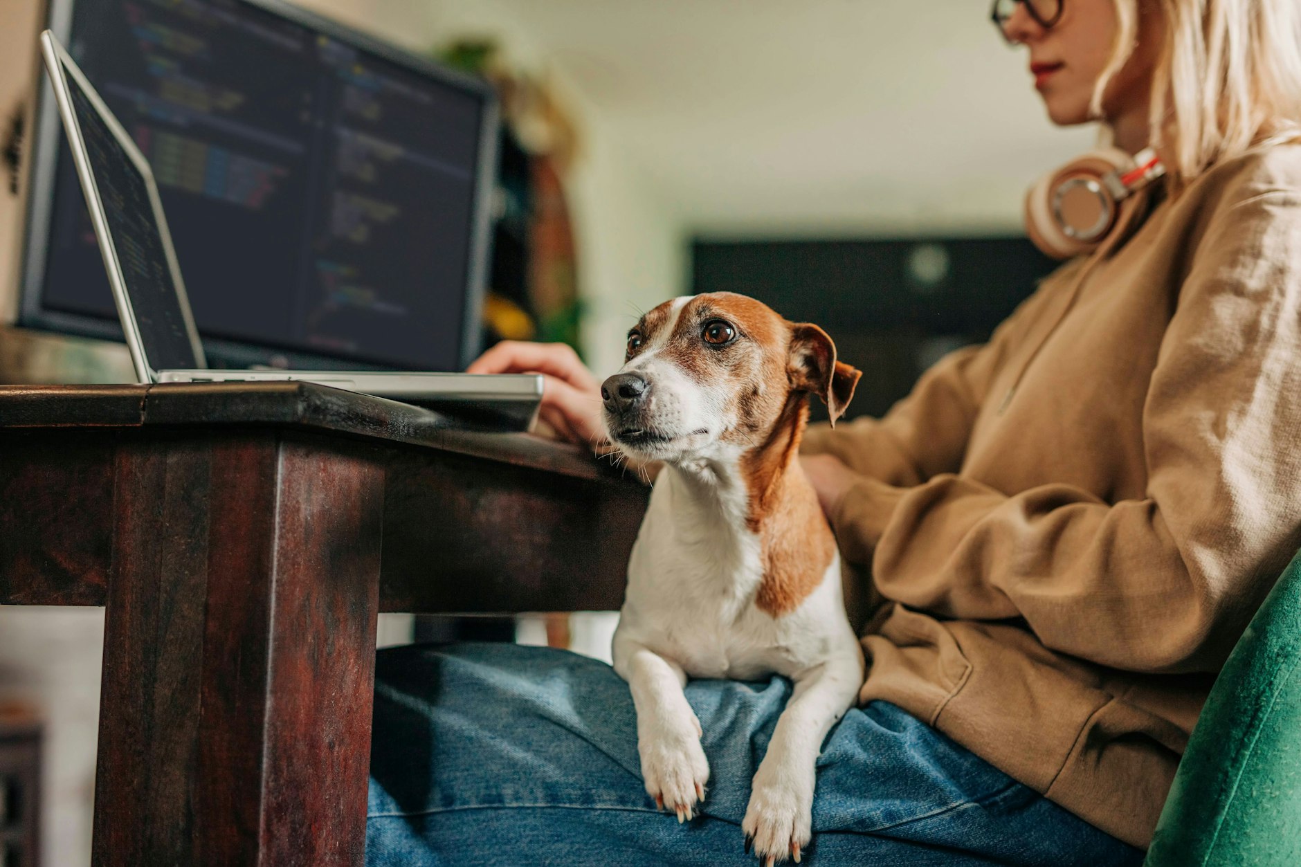 Wenn Hunde während der Arbeitszeit plötzlich alleine zu Hause bleiben müssen, kann dies ungewünschte Folgen haben – kaum ein Hund hält die Pfoten still, wenn sturmfrei ist!
