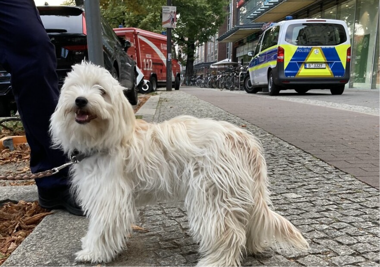Drama in Pankow: Wuschel-Hund aus überhitztem Auto gerettet!