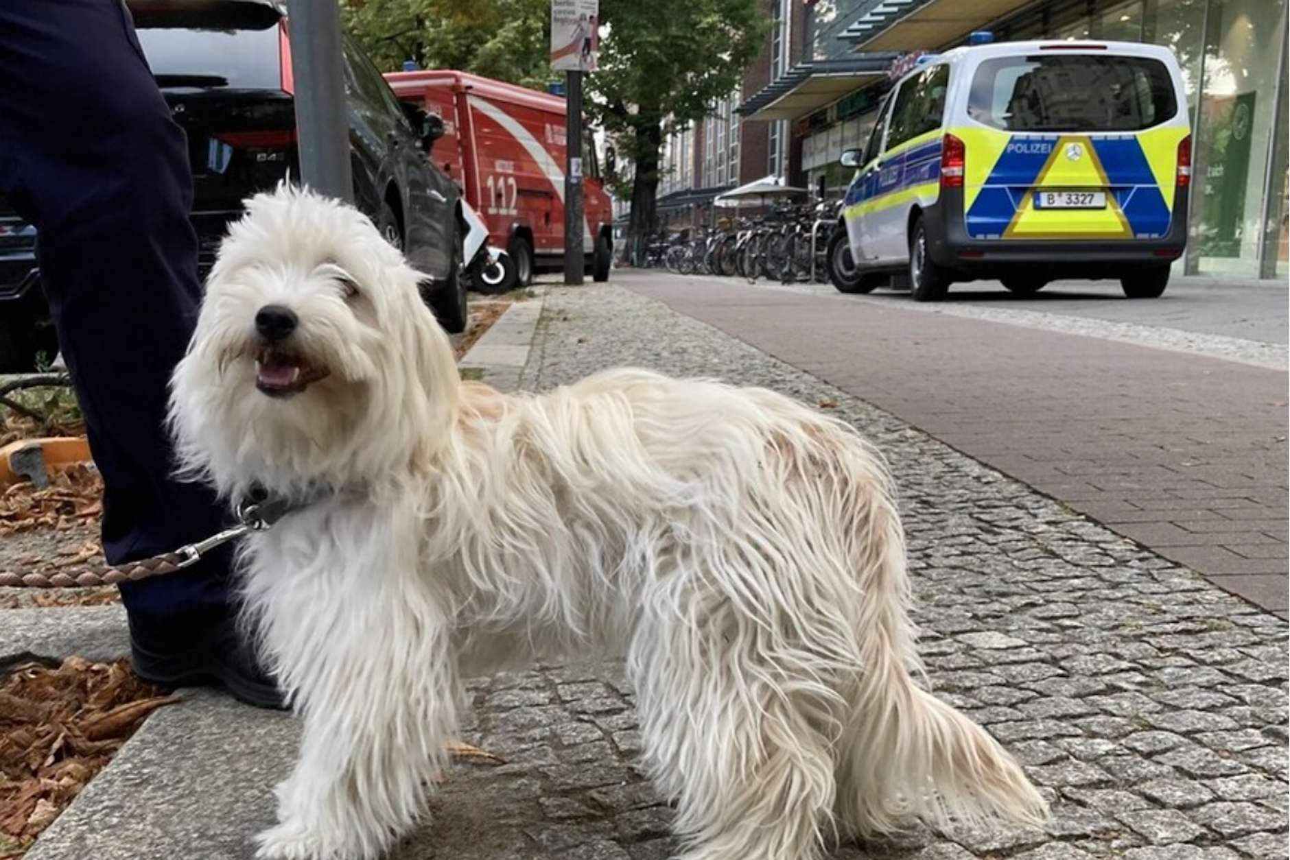 Freudiger Vierbeiner nach der Tierrettung in Pankow: Bitte lassen Sie ihre Tiere niemals im Auto, bei hohen Temperaturen!