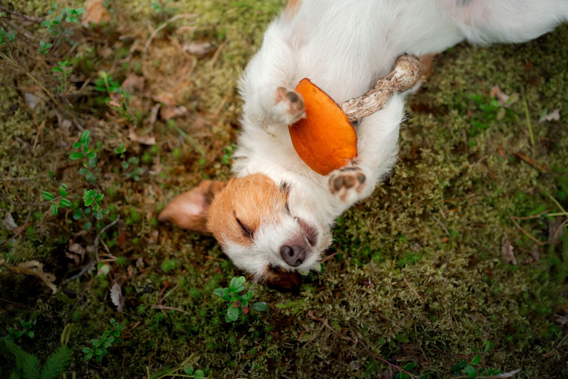 So lernen Sie Ihren Hund Pilze aufzuspüren. Tipp von Experten: Verwenden Sie bei der Nasenarbeit immer das gleiche Kommando, wie z.B. „Such!“. So lernt Ihr Hund, was von ihm erwartet wird.
