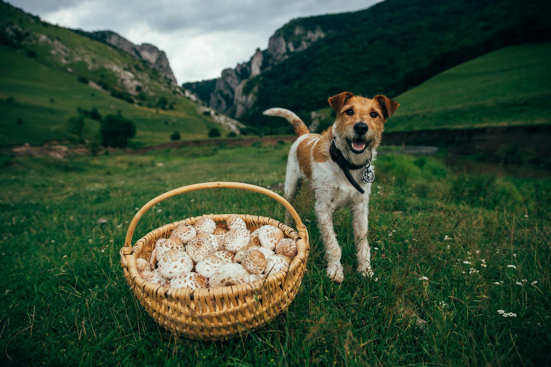 Hier ein Foxterrier mit einem Korb voll frisch gepflückter Parasolpilze – da hat der kleine Vierbeiner wohl mitgeholfen.