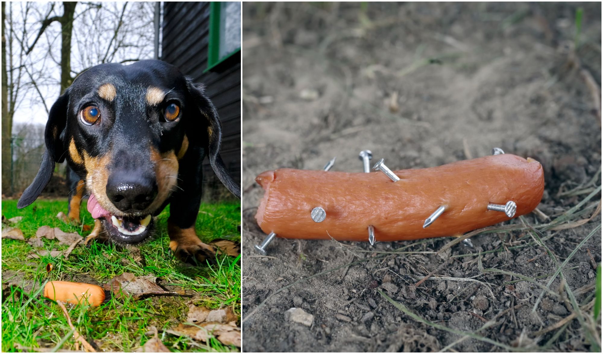 So schützen Sie Ihren Hund vor fiesen Giftködern