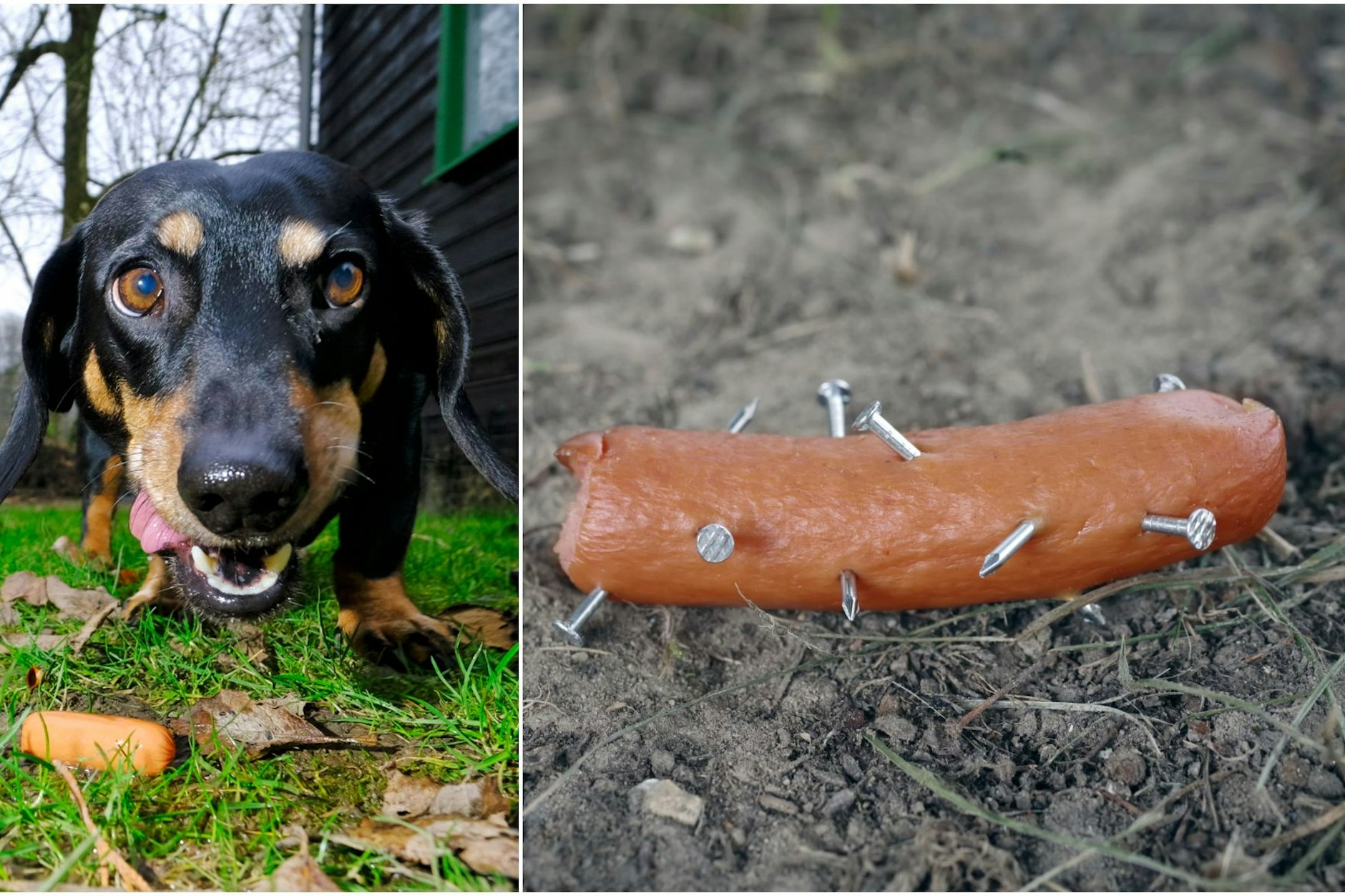 ACHTUNG: So können Sie Ihren Hund vor Giftködern schützen – Das Erkennen von Giftködern erfordert Aufmerksamkeit und ein geschultes Auge.