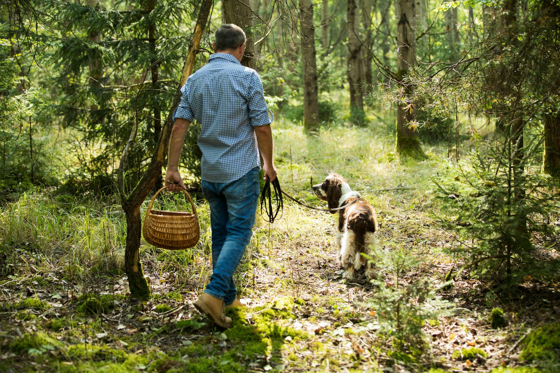 So können Sie ihren Hund bei der Pfifferlings-Suche einsetzen!