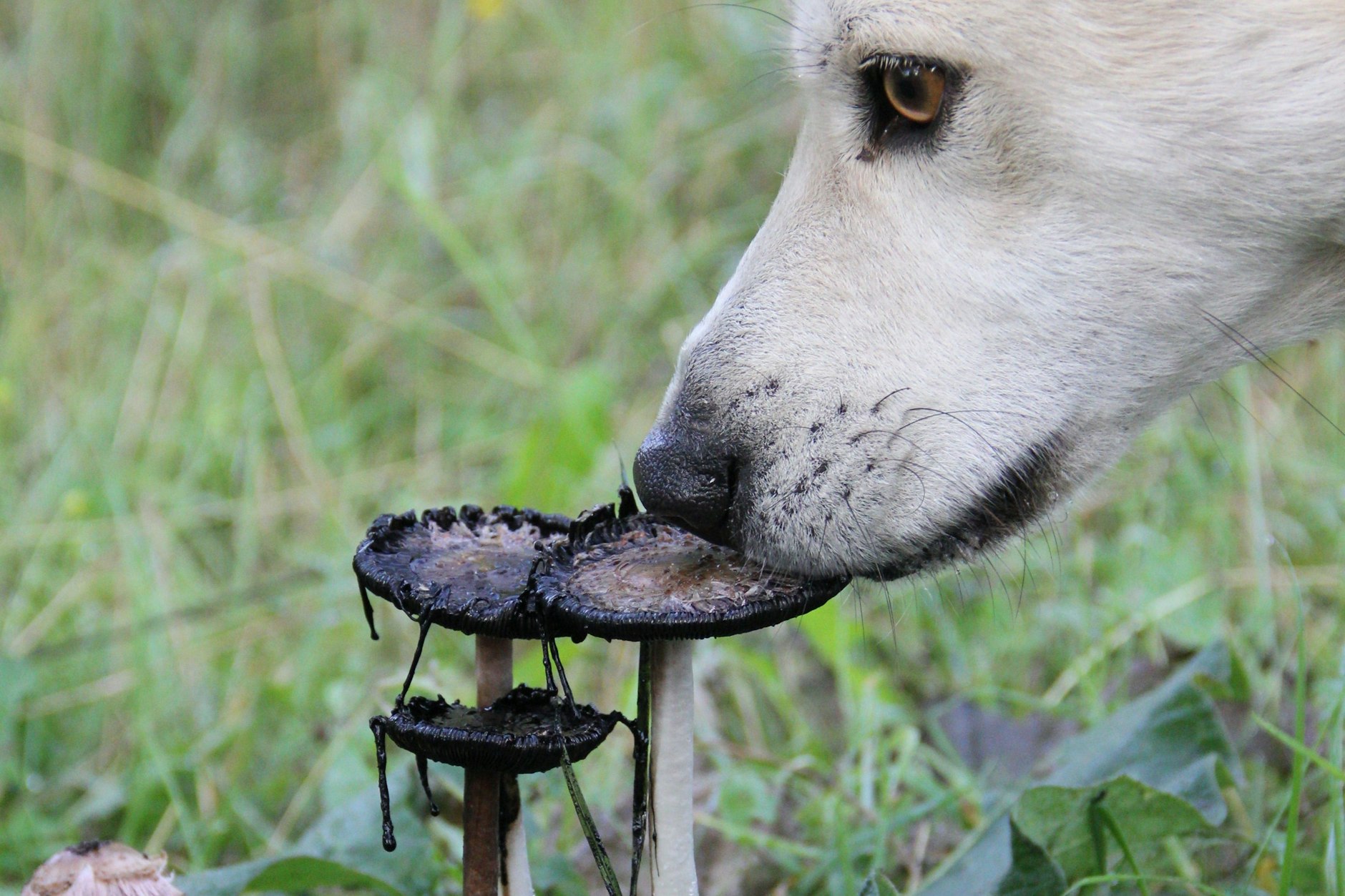 Nicht alle Pilze sind für Hunde ungefährlich, und Ihr Vierbeiner sollte lernen, nur nach den Pilzen zu suchen, die Sie ihm beigebracht haben. Sorgen Sie dafür, dass Ihr Hund keine unbekannten Pilze frisst und überwachen Sie ihn während der Suche.