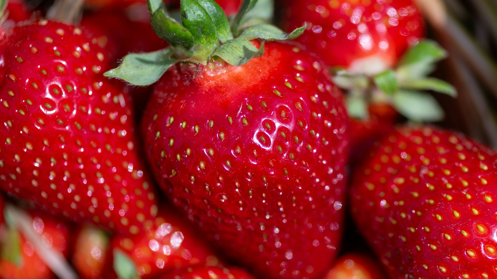 Mit frischen Erdbeeren schmeckt der Frau-Holle-Kuchen am besten. 