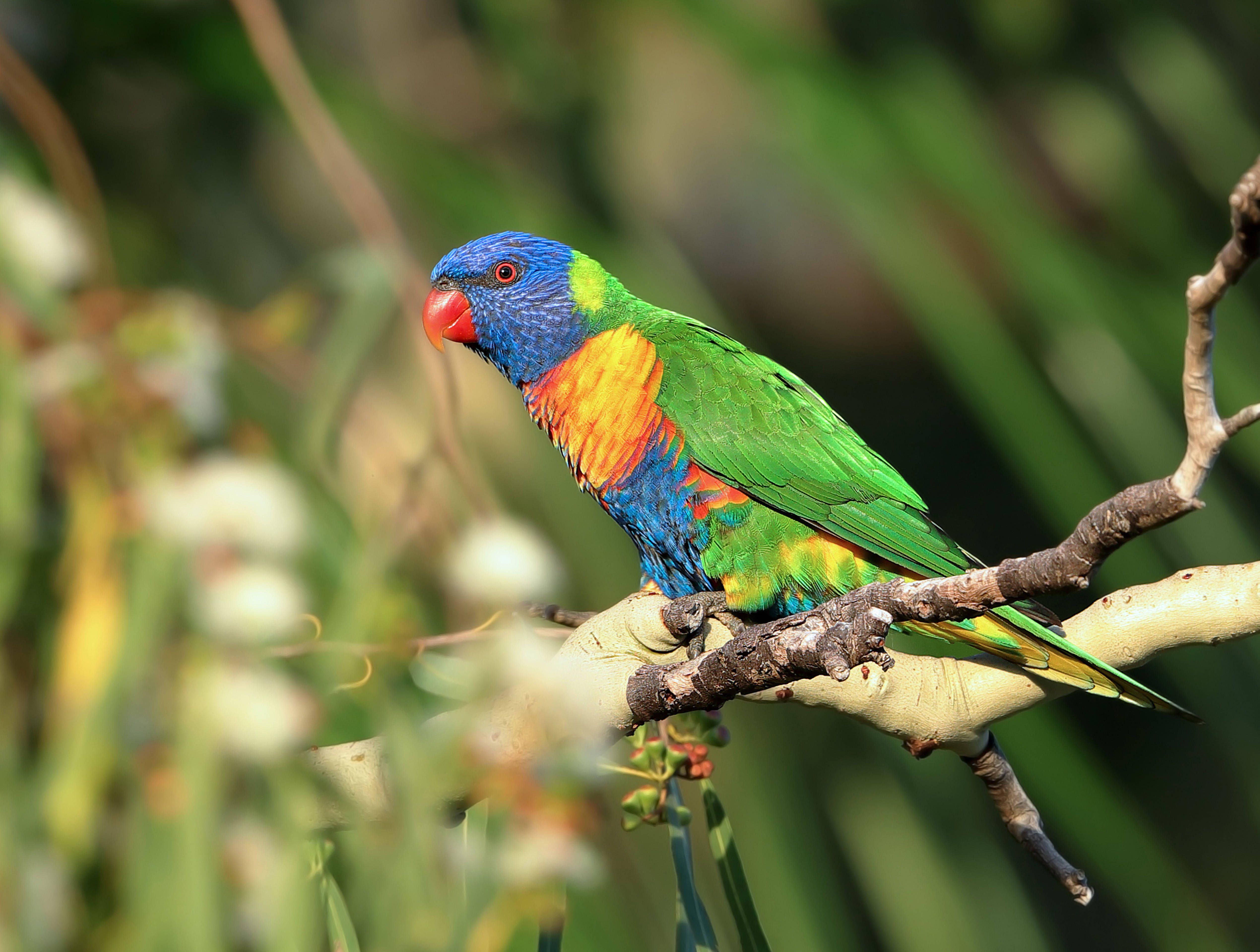 Berliner Tierpark: West-Nil-Virus ausgebrochen, mehrere Papageien tot