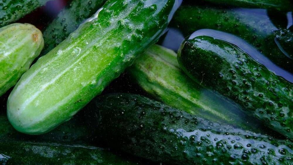 Für das Rezept für Pfeffergurken-Frühstück braucht man möglichst große Gewürzgurken.
