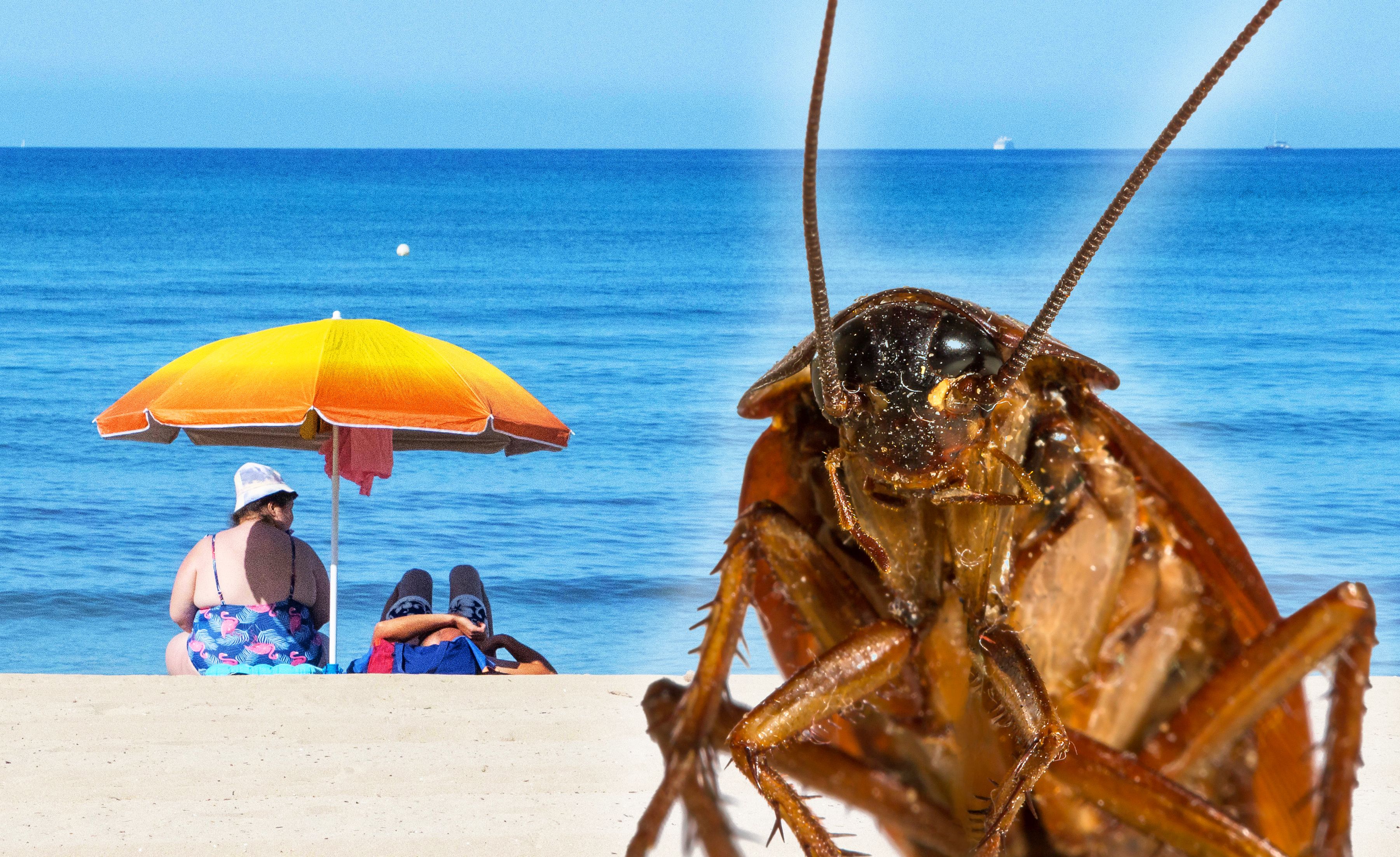 Image - Ekel auf Mallorca! Berichte: Palma „mit toten Kakerlaken gepflastert“