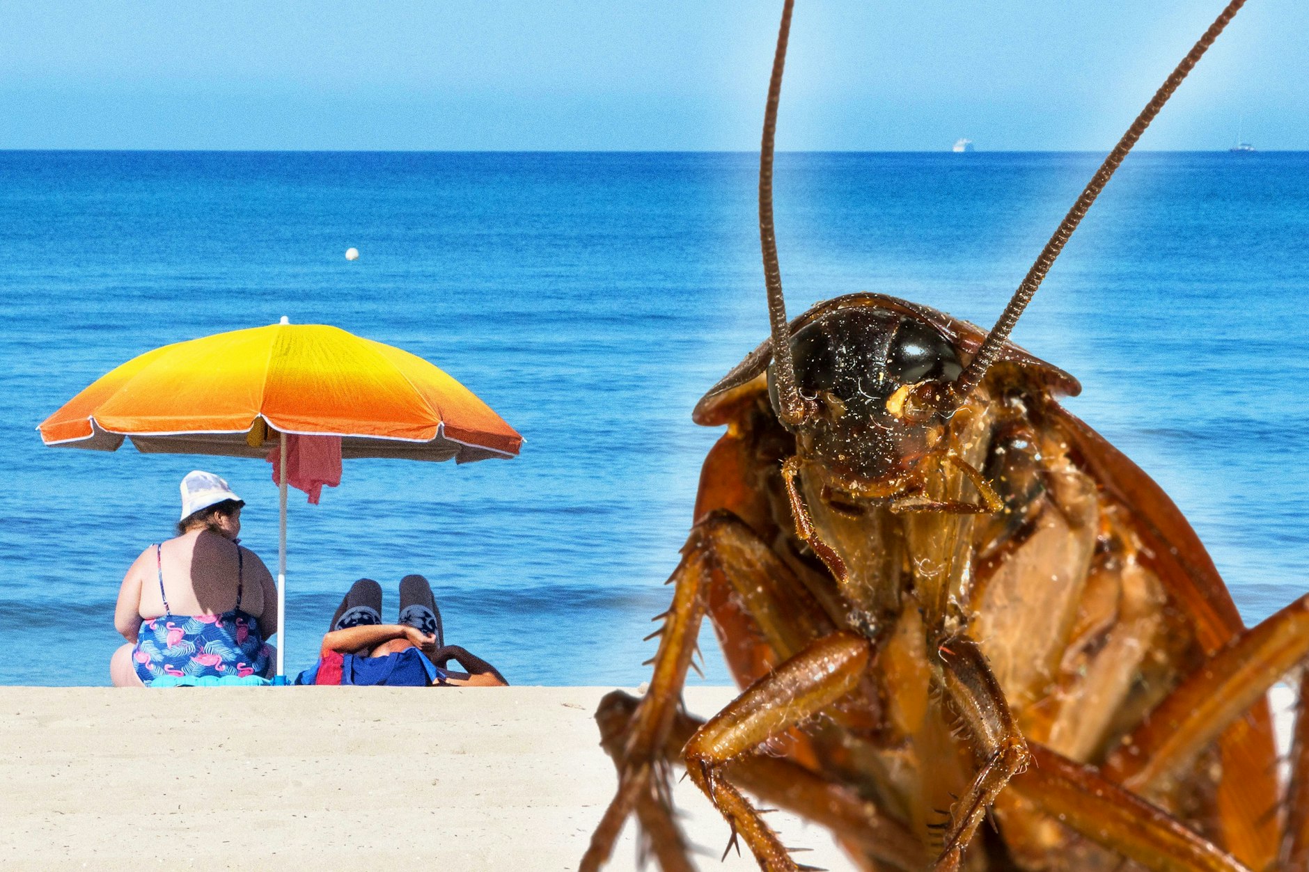 Auf Mallorca gibt es aktuell ein Problem mit Kakerlaken - doch das Gesundheitsministerium hat alles unter Kontrolle.