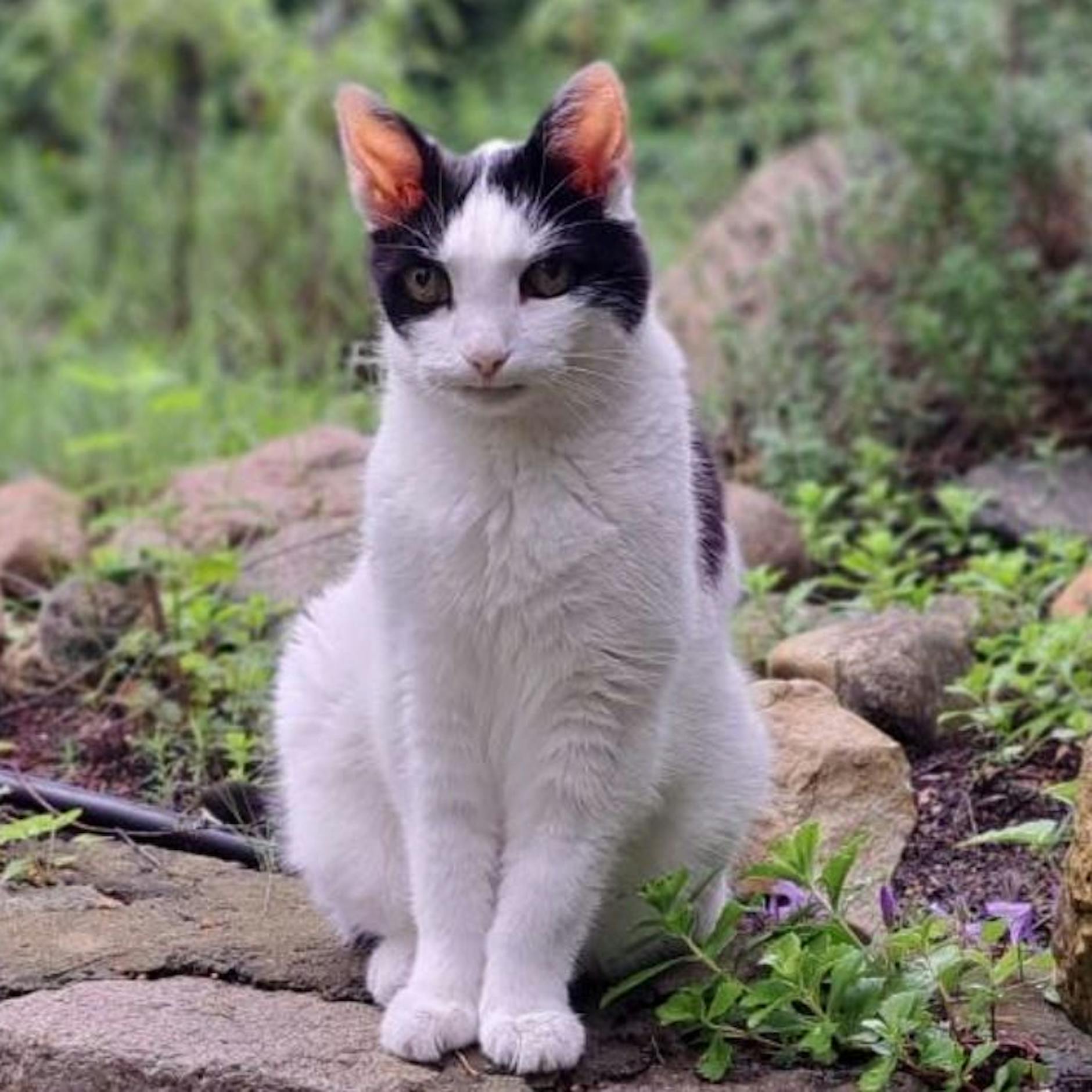 Achtung! In Berlin läuft ein unheimlicher Katzen-Quäler herum