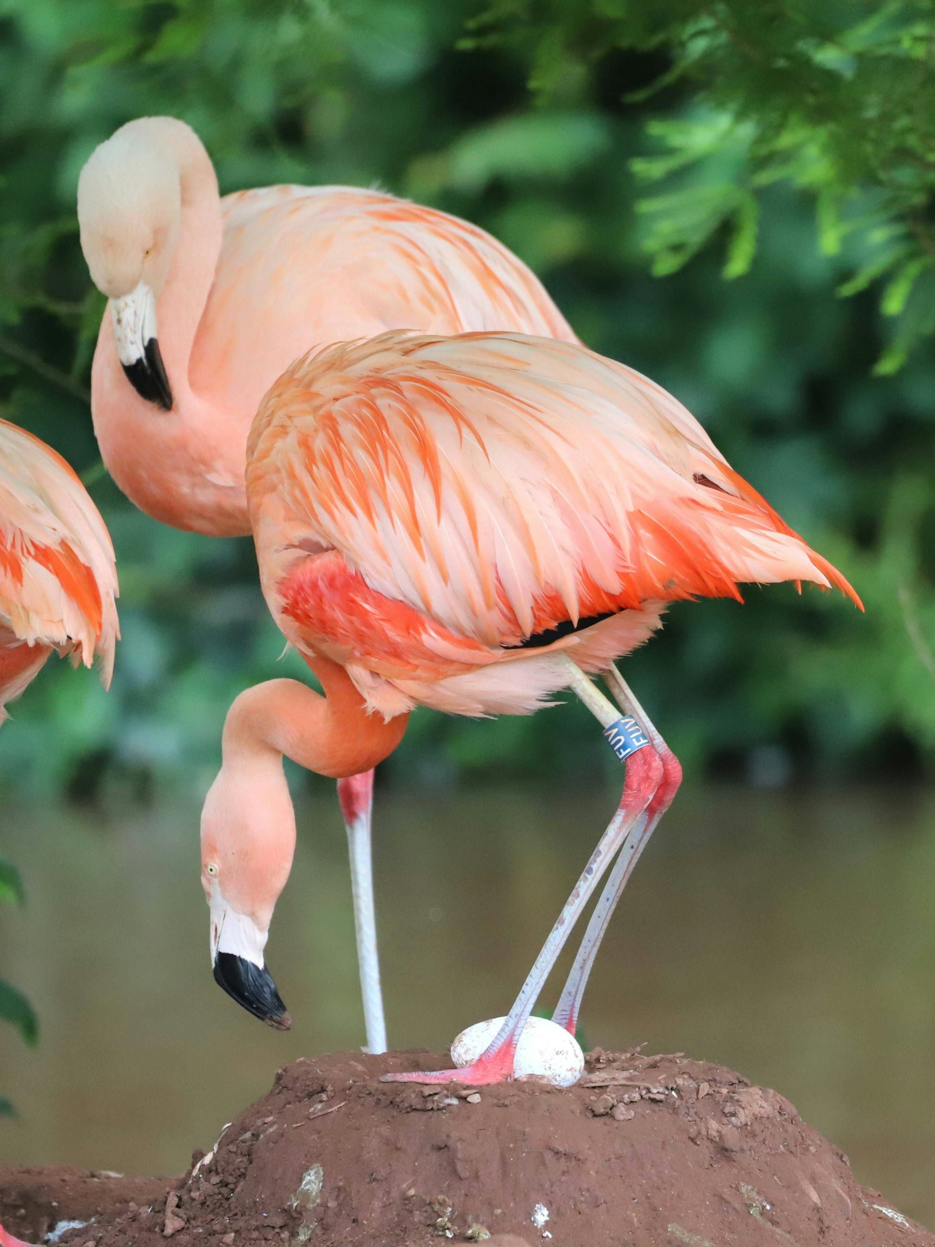 In der Welt der Flamingos sind gleichgeschlechtliche Partnerschaften keine Seltenheit.