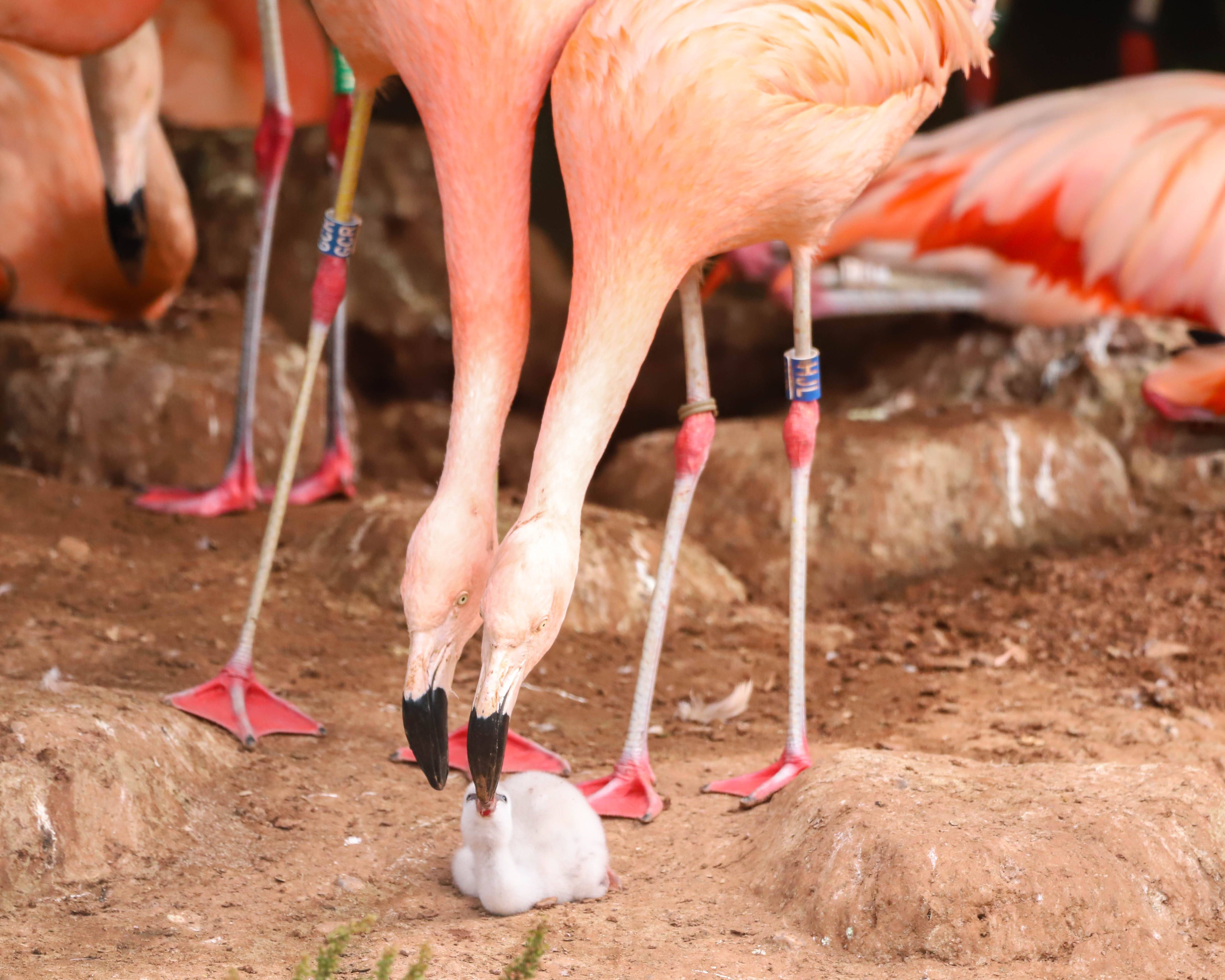 Image - Schwule Flamingos adoptieren Baby-Vogel – doch woher haben sie das Ei?