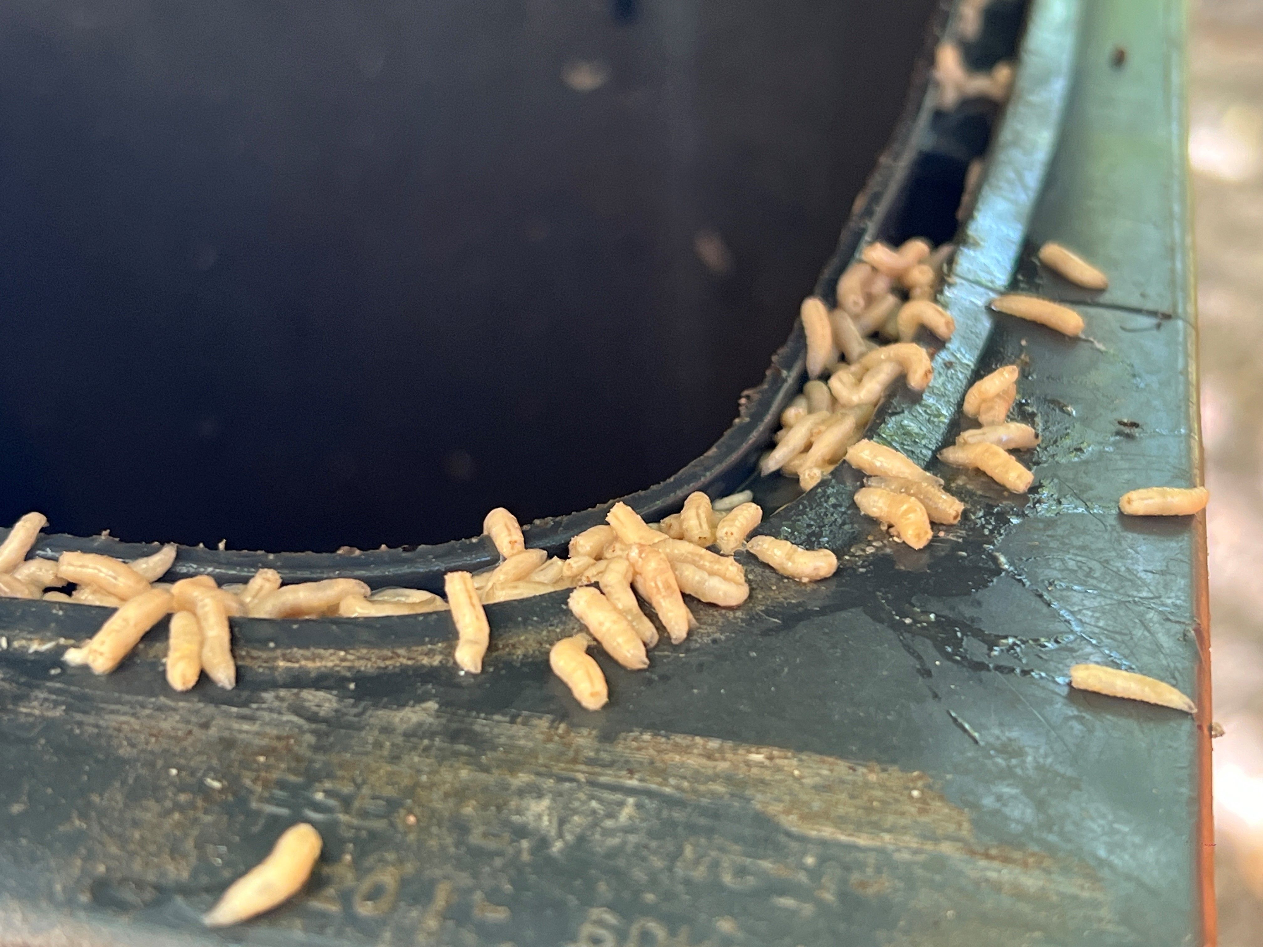 Maden in der Biotonne: Was tun? So bekämpfen Sie die Plage