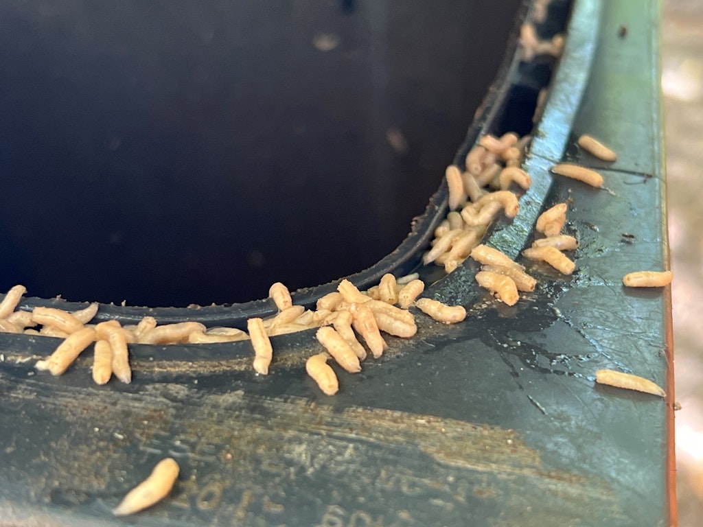 Maden in der Biotonne Was tun? So bekämpfen Sie die Plage