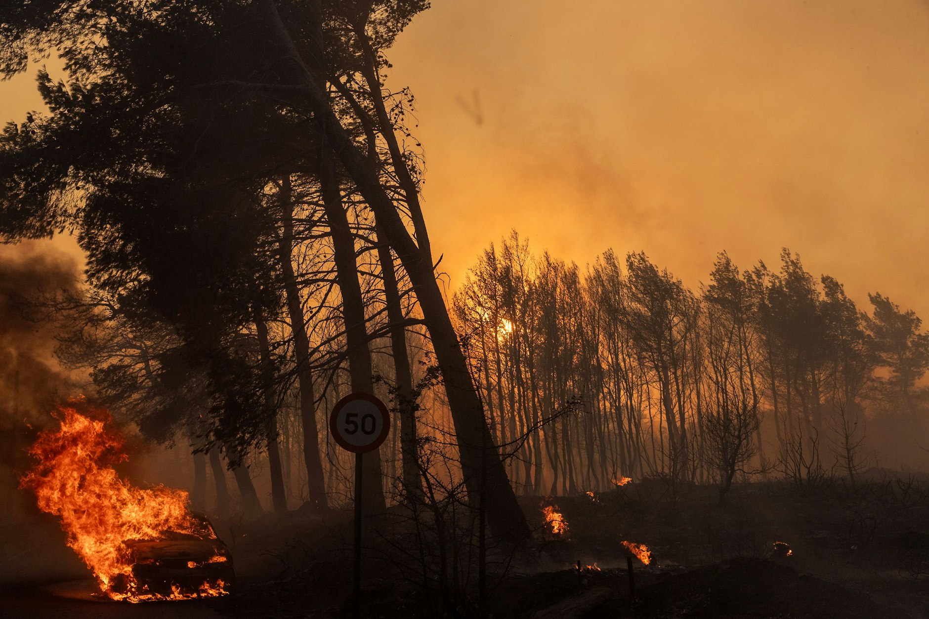 Der Wald rennt in der Region etwa 35 km von Athen.