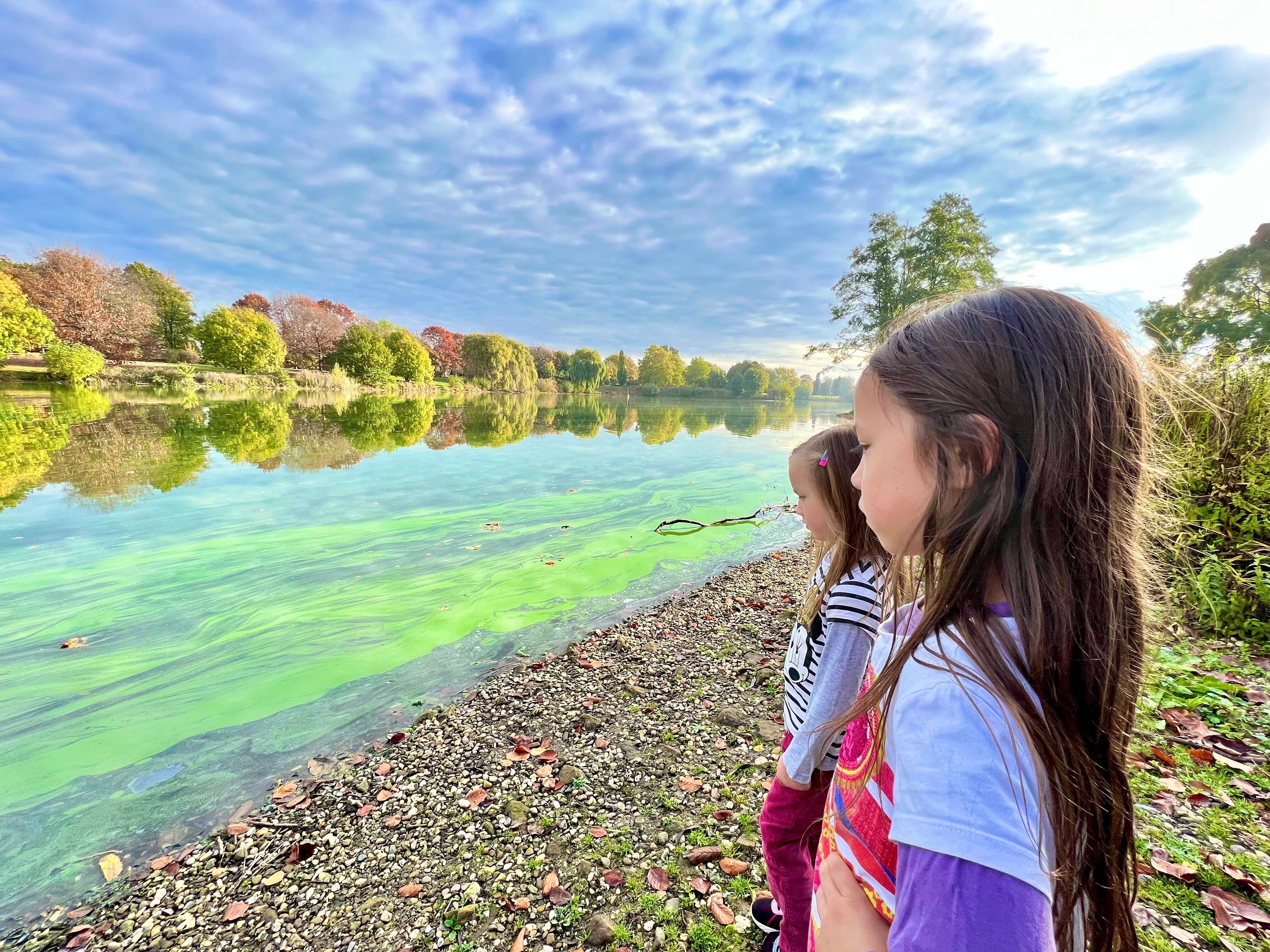 Blaualgen-Alarm! Wo in Berlin und Brandenburg das Baden gefährlich wird