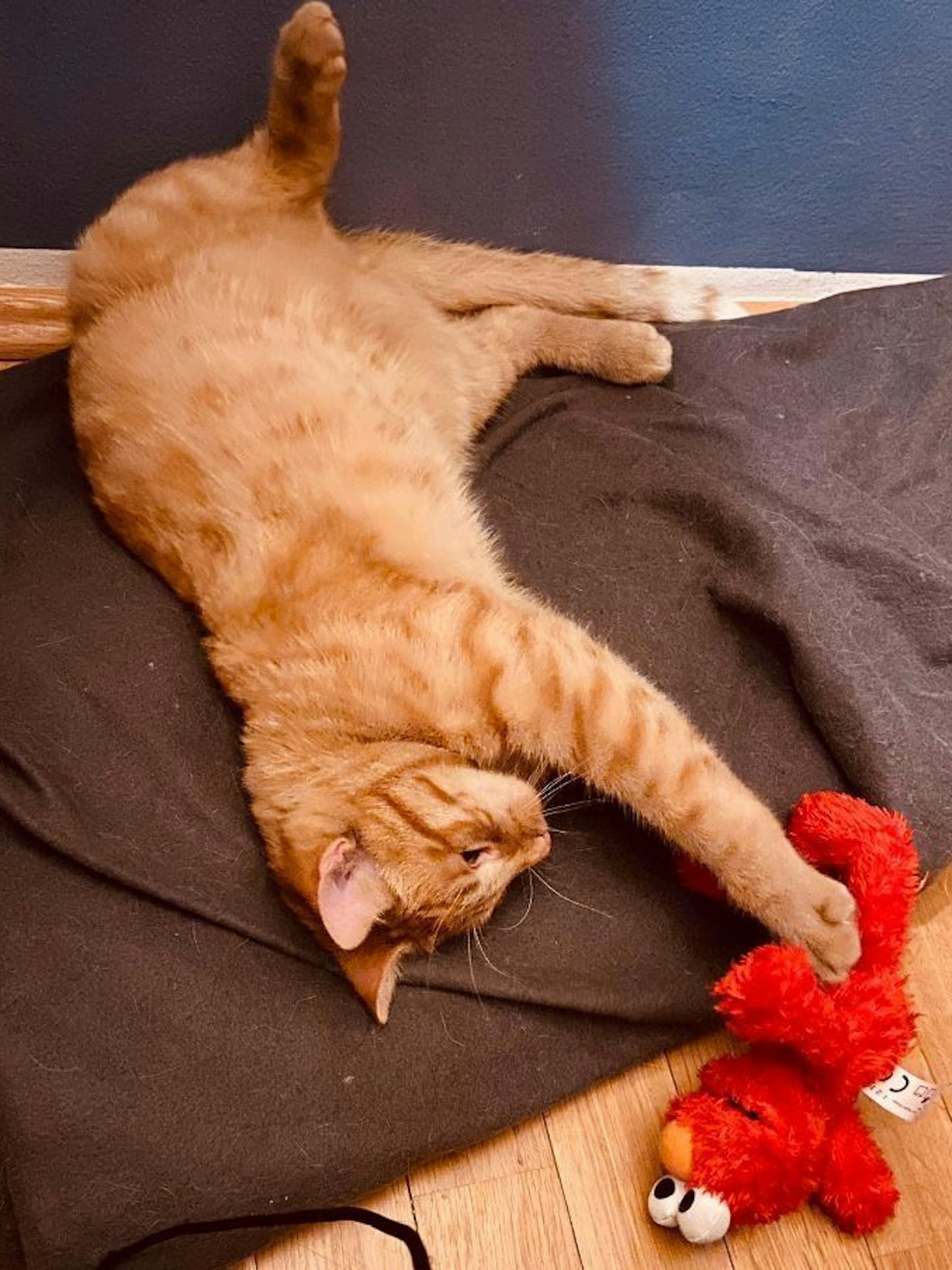 Der kleine Kater Abu aus der Berliner Ulmenstraße wurde seit dem 26. Mai vermisst.
