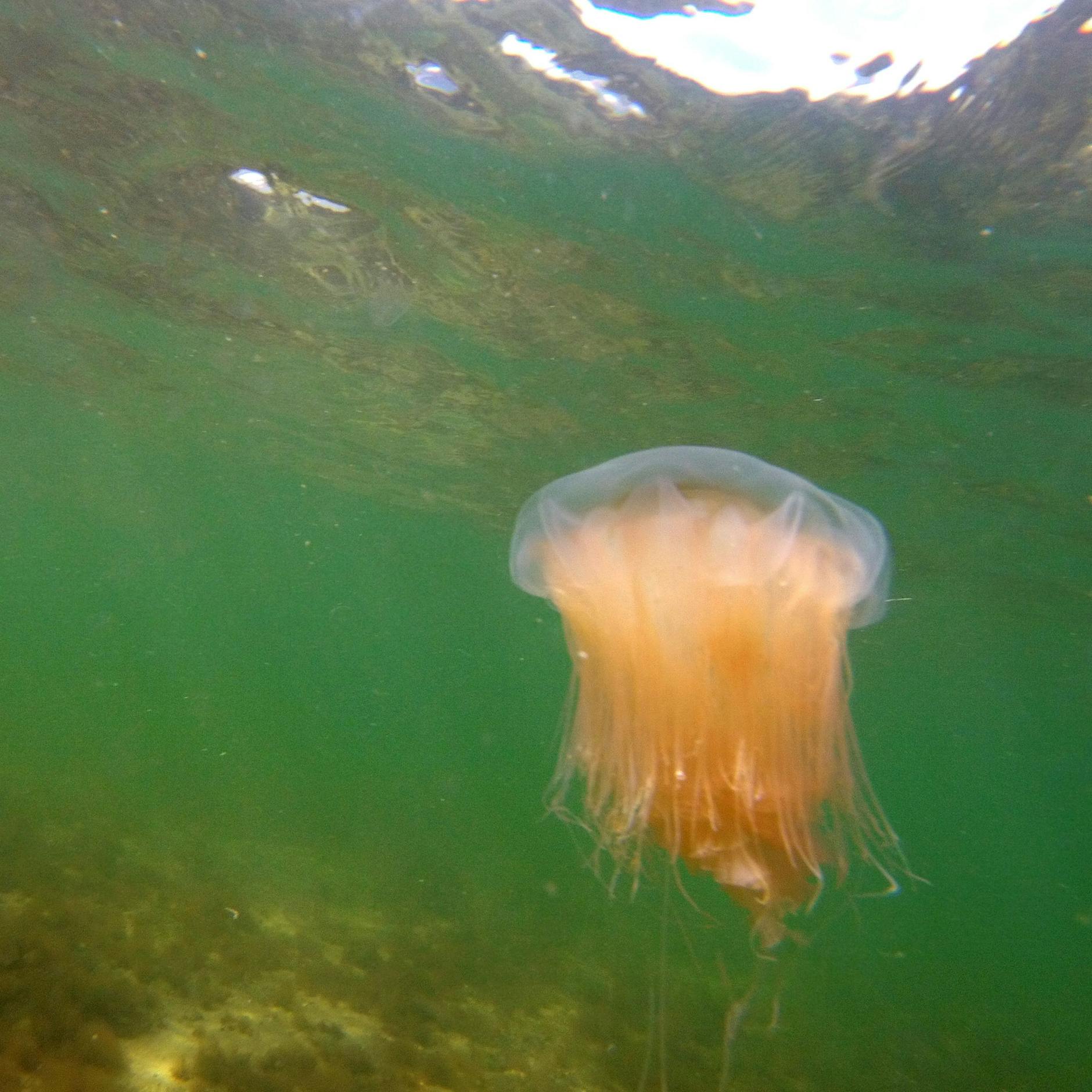 Image - Feuerquallen-Alarm an der Ostsee: Urlaub in Gefahr?
