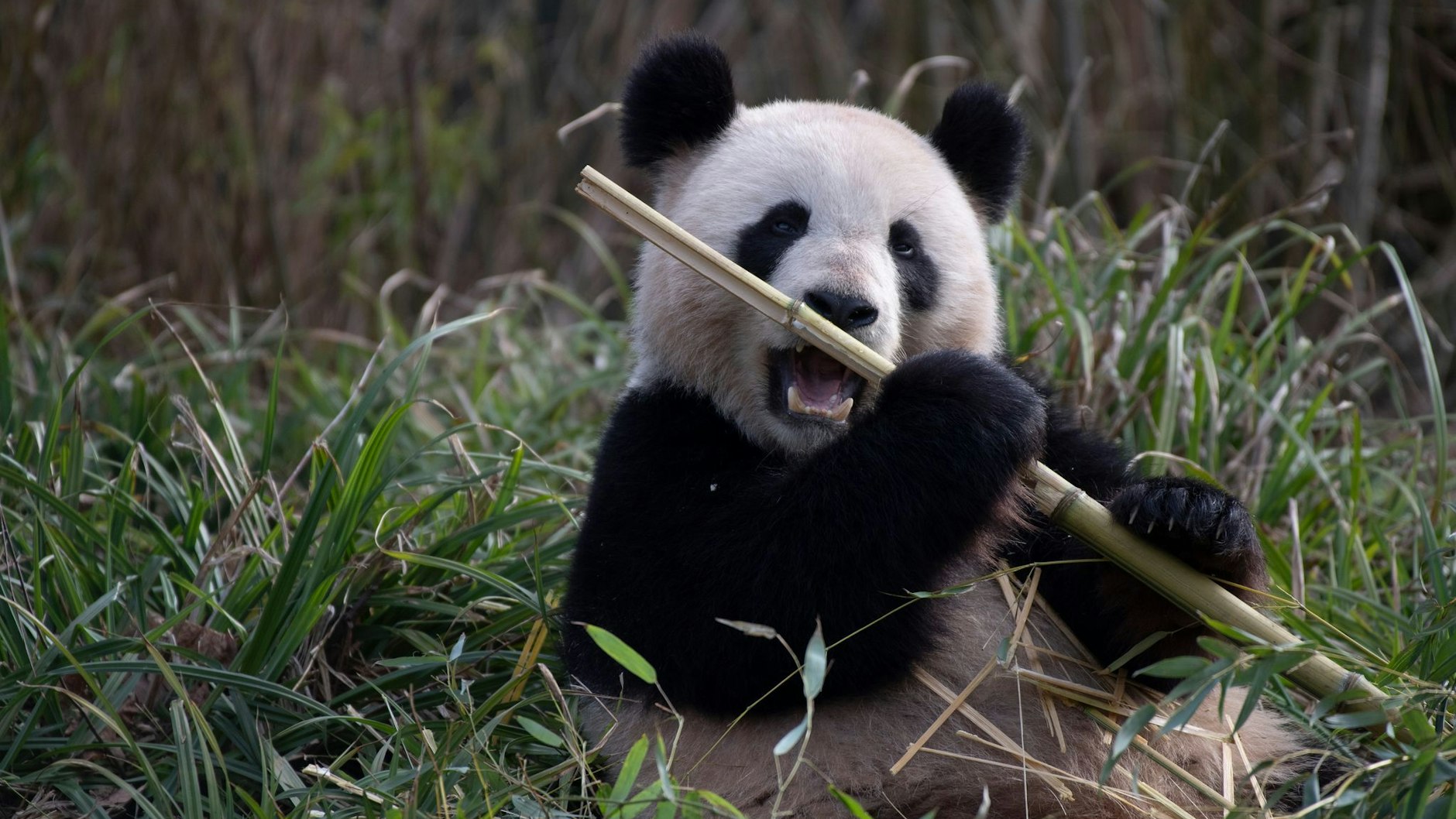 Panda-Dame Meng Meng&nbsp; wird man so für längere Zeit im Berliner Zoo nicht mehr sehen. Sie und ihre Zwillinge befinden sich nun in dem versteckten Teilen der Anlage.
