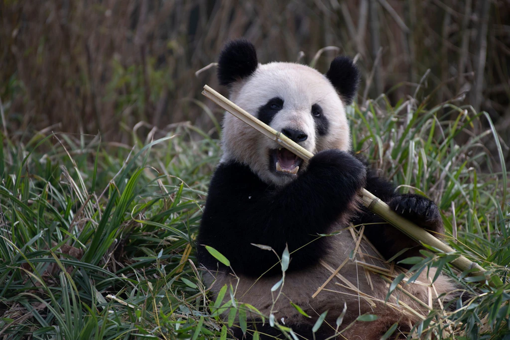 Sensation im Berliner Zoo: Panda-Dame Meng Meng ist schwanger!