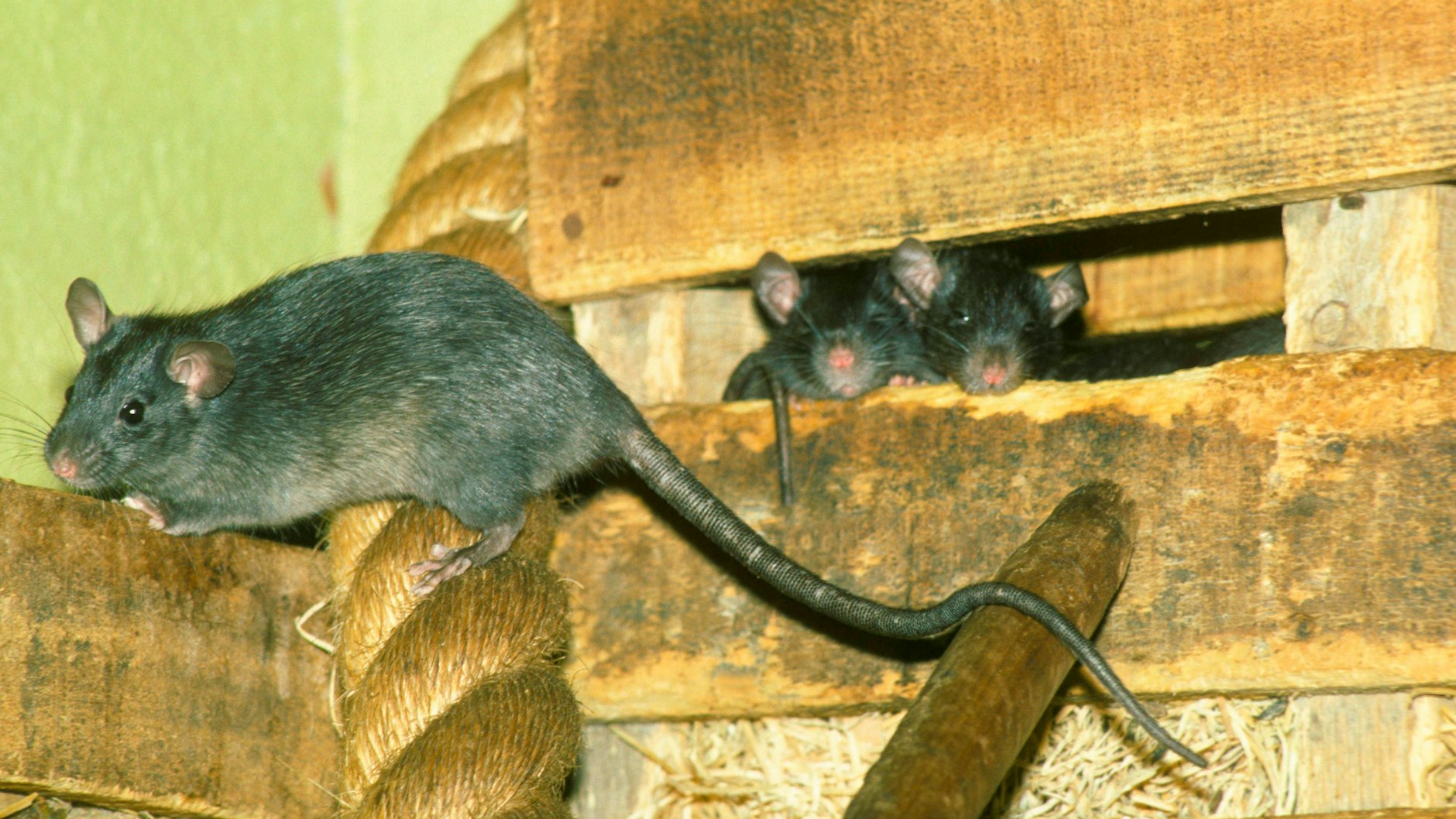 Hausratten wie diese möchte keiner zu Hause haben (Symbolfoto).