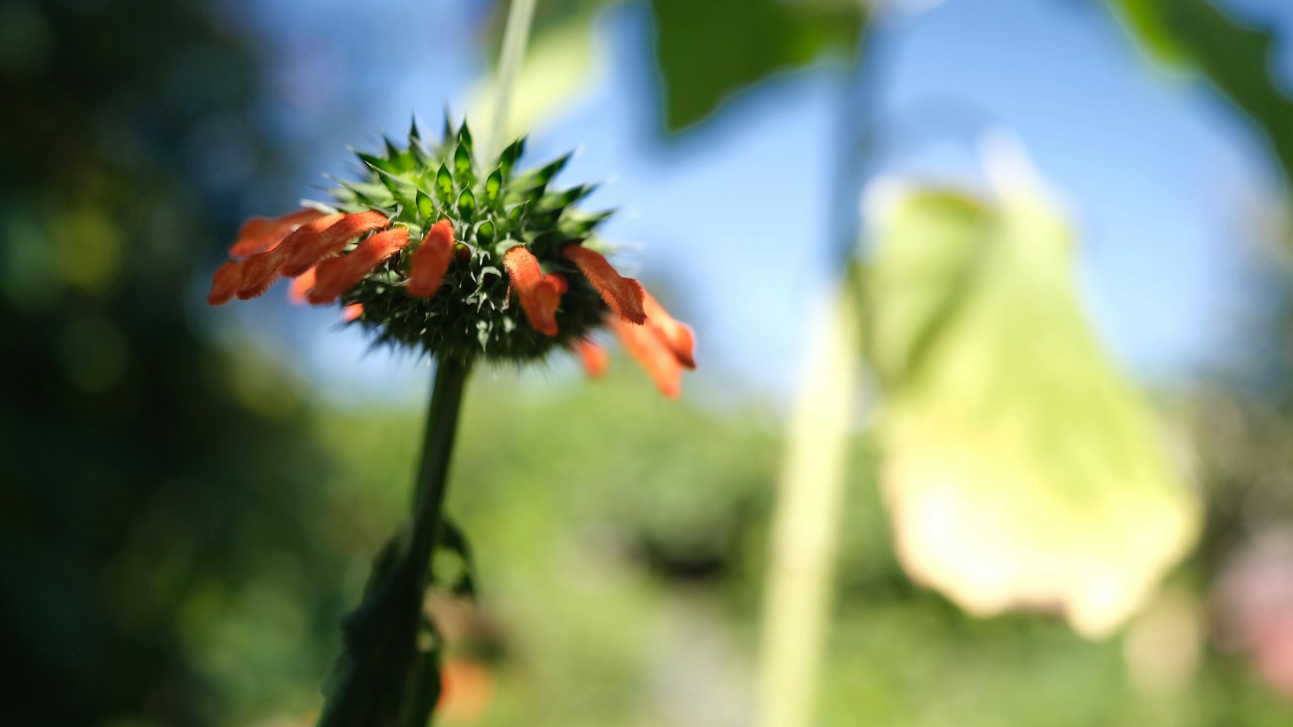 So manches seltene Gewächs blüht in dem Garten von Norbert Franke – wie dieses afrikanische Löwenohr.