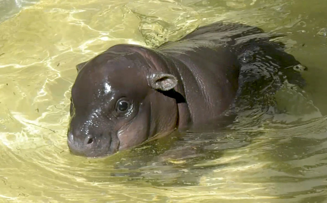 zwergflusspferd-im-berliner-zoo-hat-einen-namen-mini-hippo-hei-t-toni