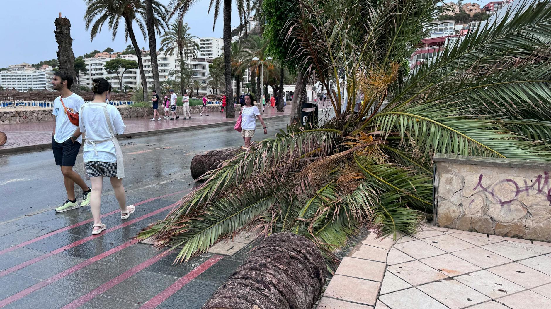 Das Unwetter-Chaos auf Mallorca sorgt für umgestürzte Palmen.