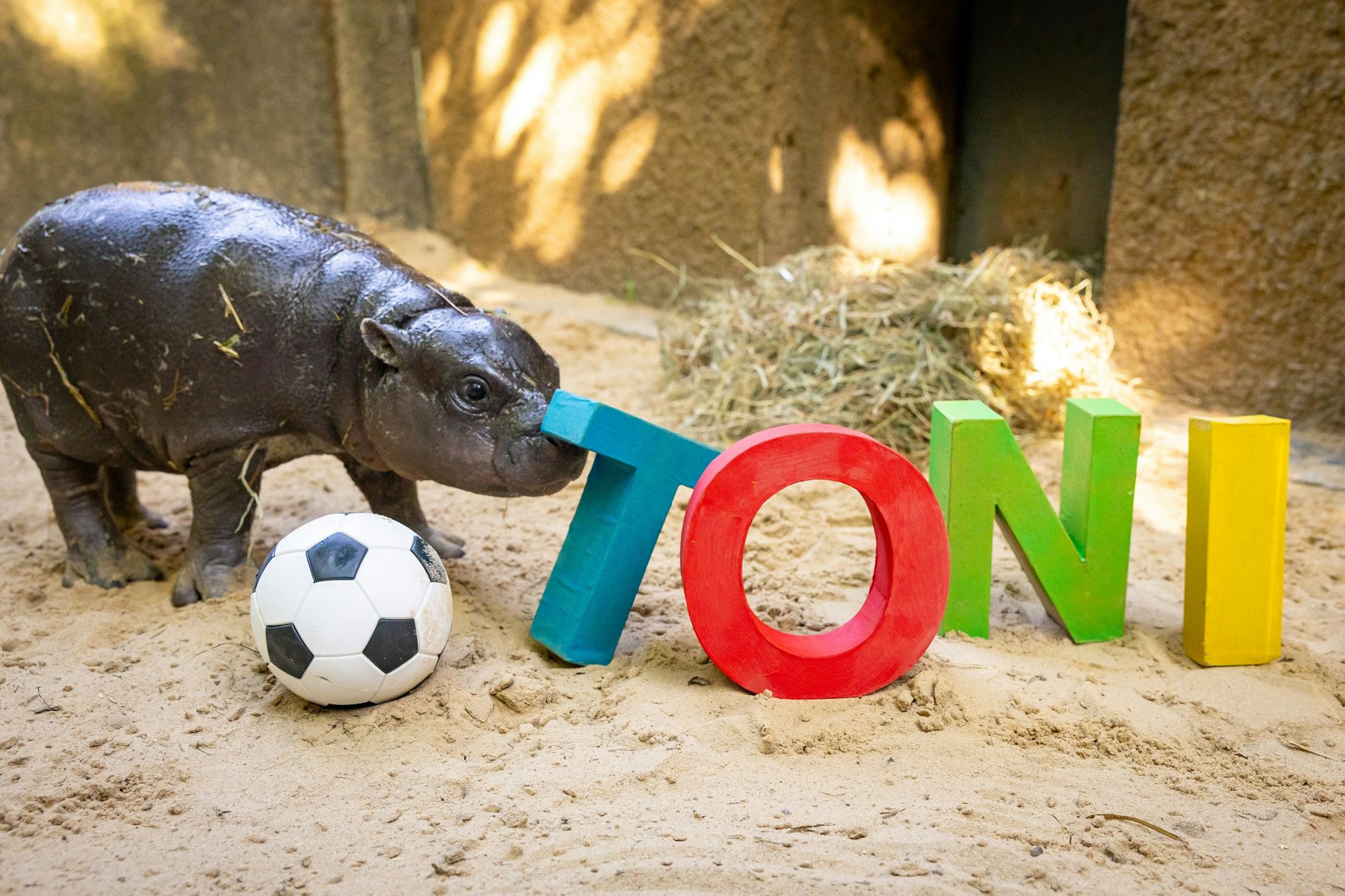 Das Mini-Hippo im Berliner Zoo hat endlich einen Namen: Toni – nach dem Berliner Fußballer Antonio Rüdiger.