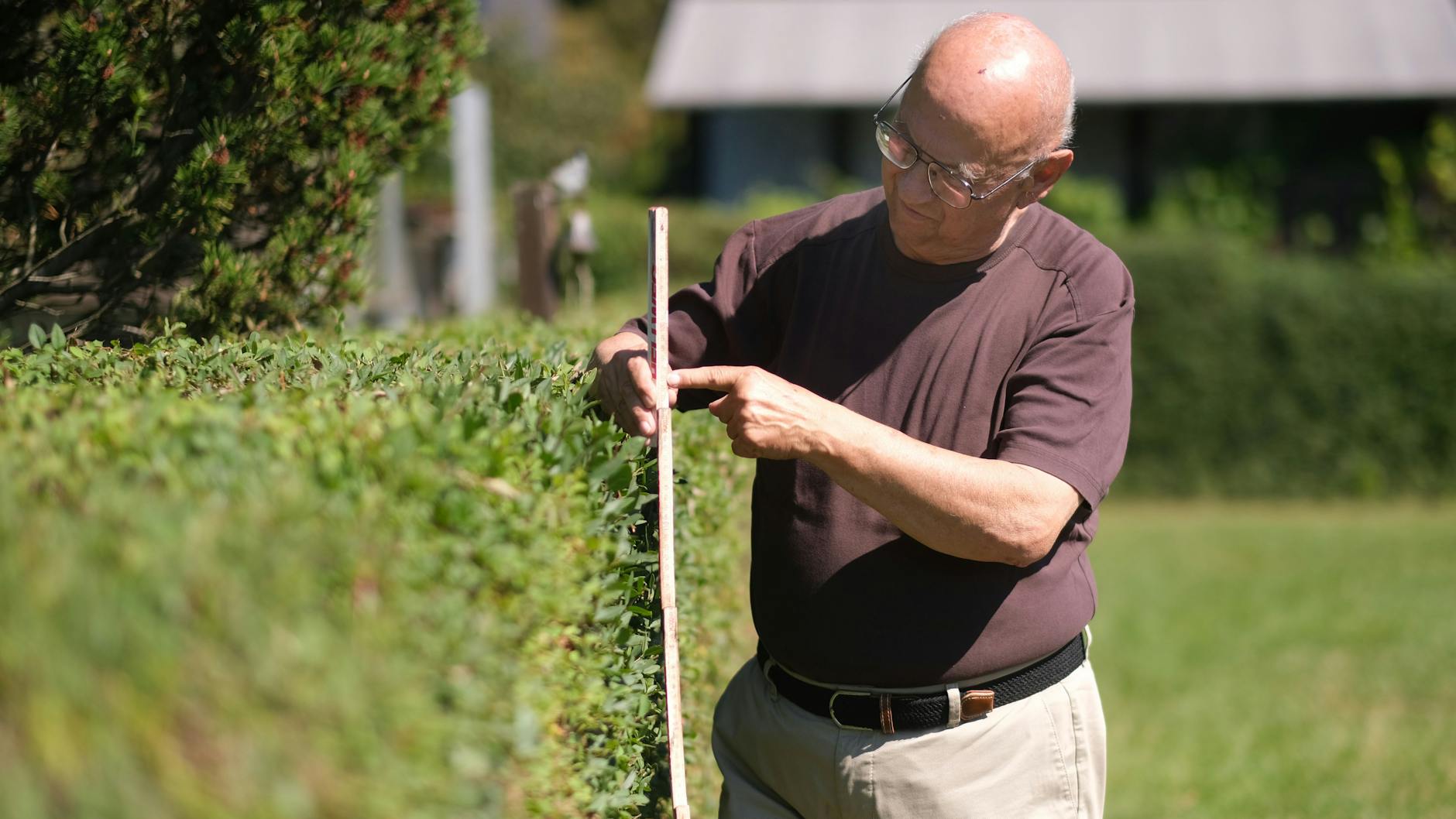 Als Verbandschef und Vizepräsident der Berliner Gärtner muss Norbert Franke Vorbild sein: Die Höhe seiner Hecke misst genau 1,25 Meter Höhe, so wie es Vorschrift ist.