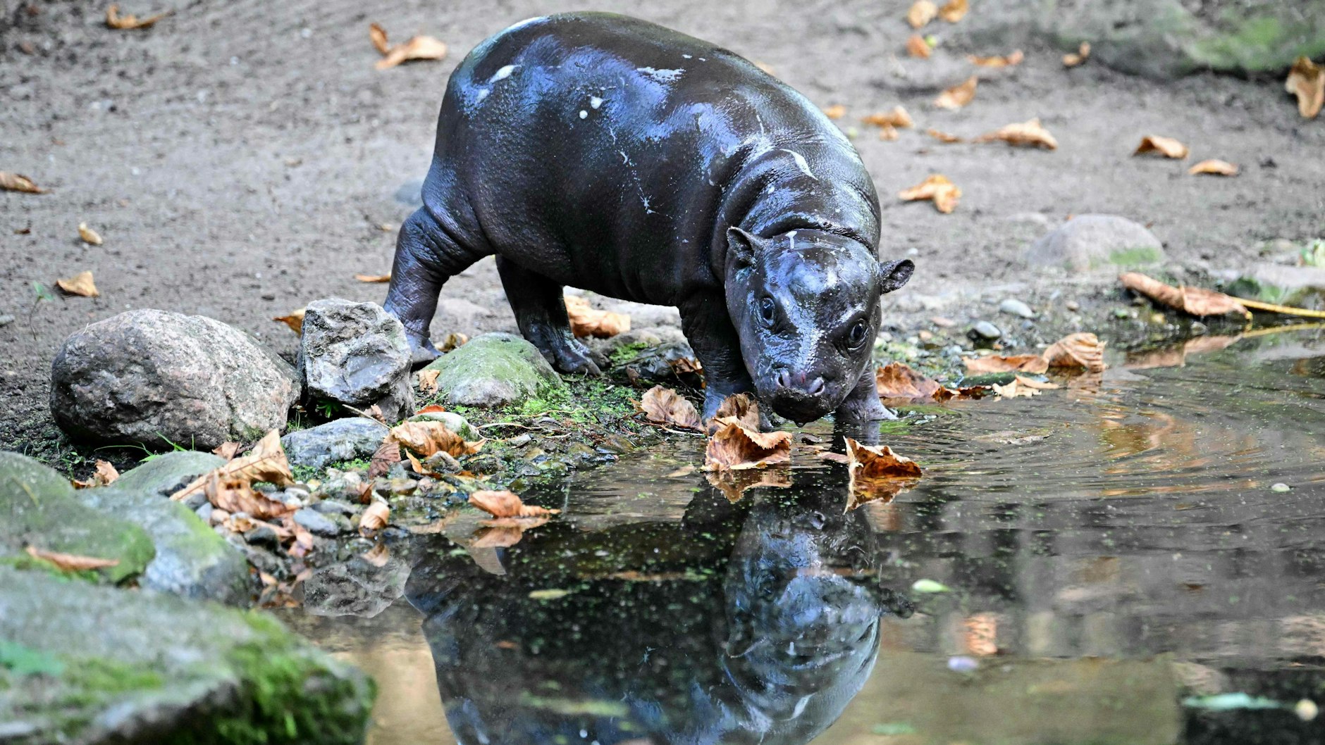 Nanu, wer ist denn da im Wasser? Mini-Hippo Toni sieht ihr eigenes Spiegelbild im Wasserbecken im Freigehege. Auch diese niedliche Szene sahen die Zoo-Besucher.