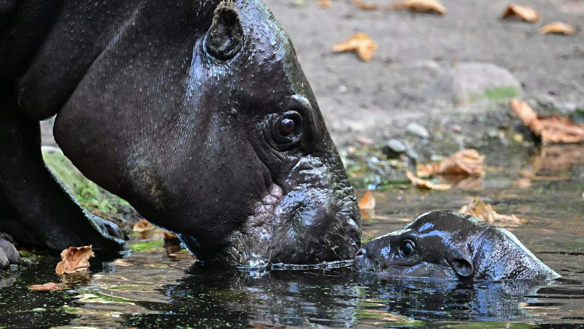 Oh, wie süß! Keine Angst beim Planschen, Toni – Hippo-Mama Debbie passt auf dich auf!