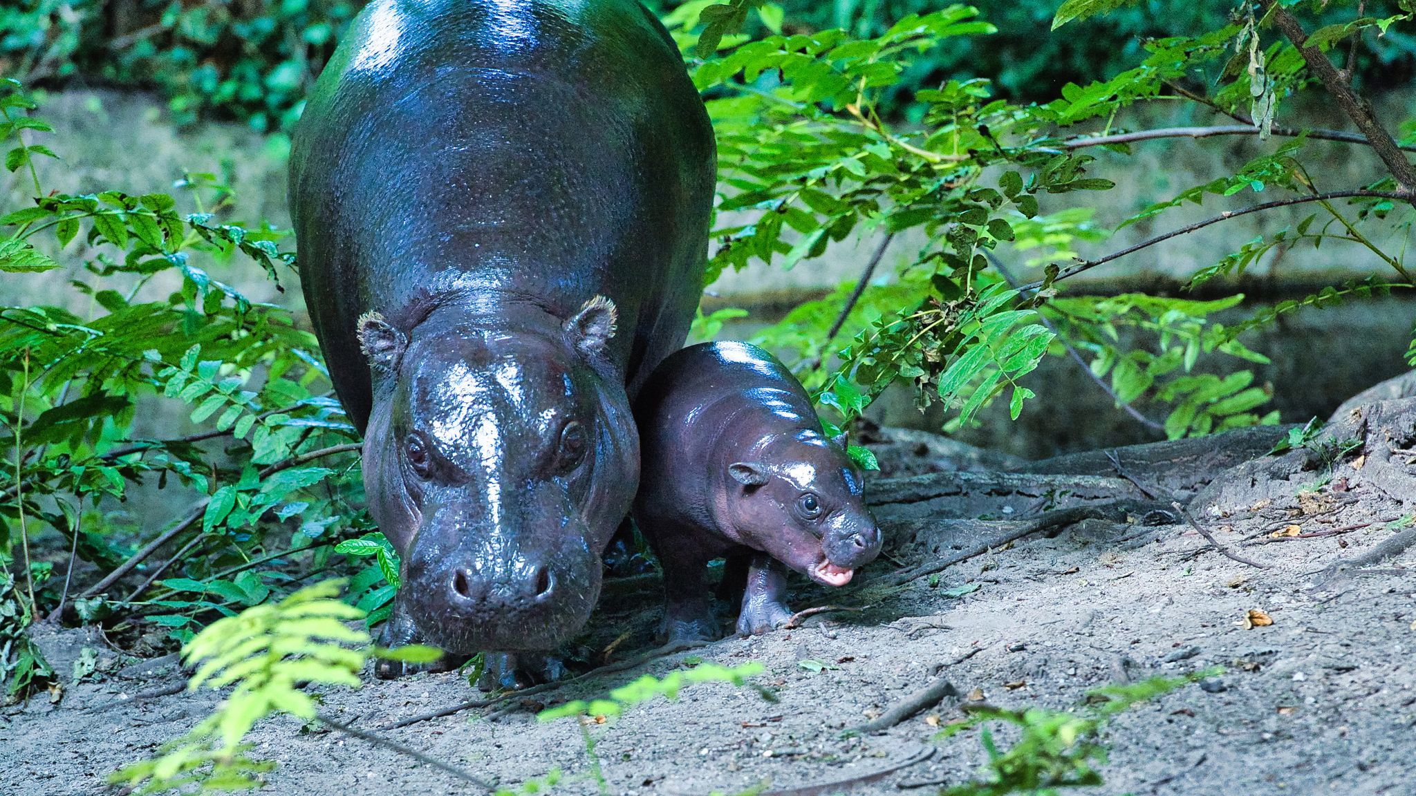 Toni, das kleine Zoo-Dickerchen: Jetzt kommen alle Mini-Hippo gucken
