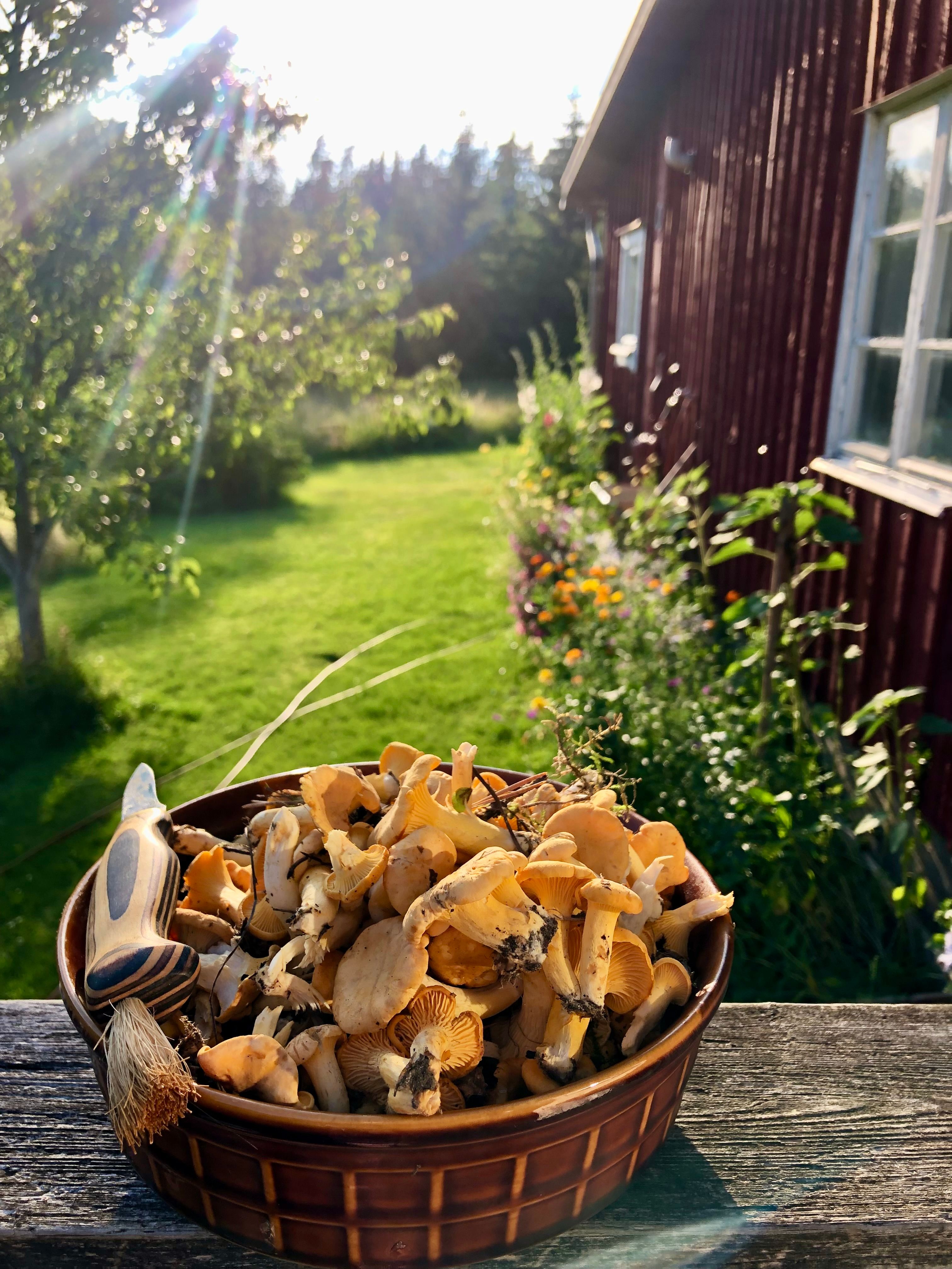 Pfifferlinge zubereiten: Die 3 häufigsten Fehler und wie Sie diese vermeiden!