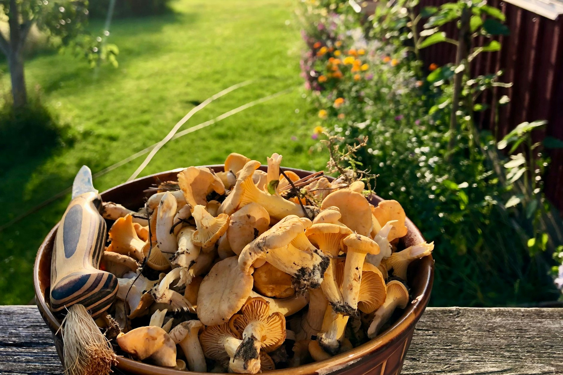 Frisch gepflückte Pfifferlinge bringen den Wald direkt in die Küche – ein Genuss für alle Sinne. Mit diesen Tipps und Tricks gelingt Ihnen die Suche nach den kleinen Pilzen bestimmt.