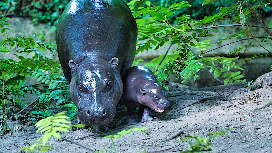 Neuer Star im Zoo Berlin: Wie Baby-Hippo Toni die Besucher verzaubert
