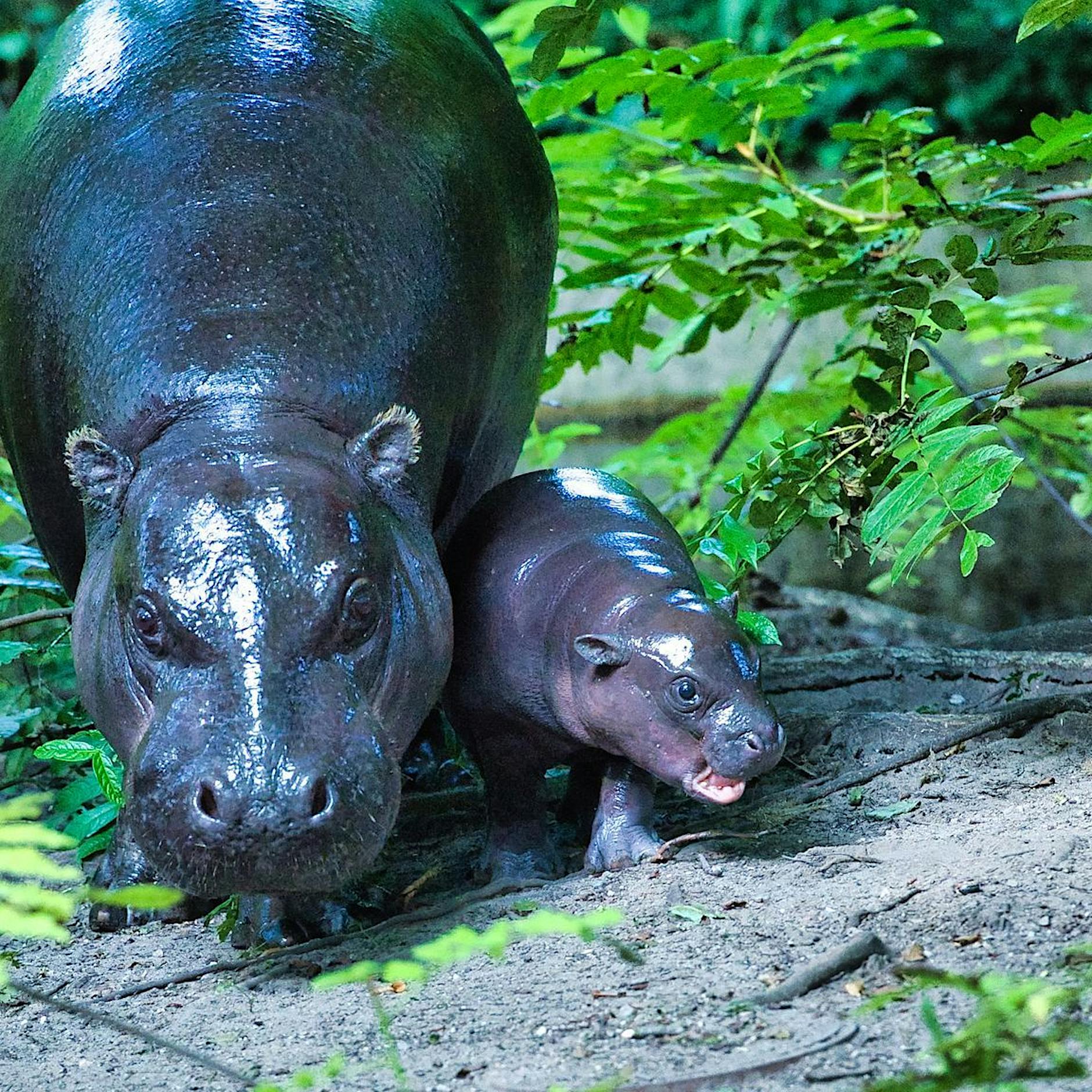 Neuer Star im Zoo Berlin: Wie Baby-Hippo Toni die Besucher verzaubert