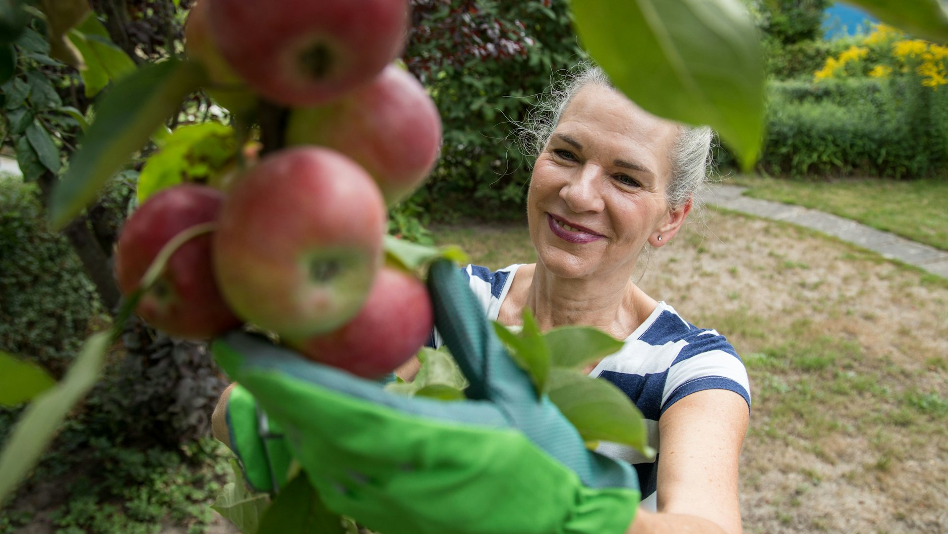 Eine Frau erntet Äpfel. Wer keinen eigenen Garten hat, holt sich Obst auch mal an fremden Bäumen. Aber darf man das?