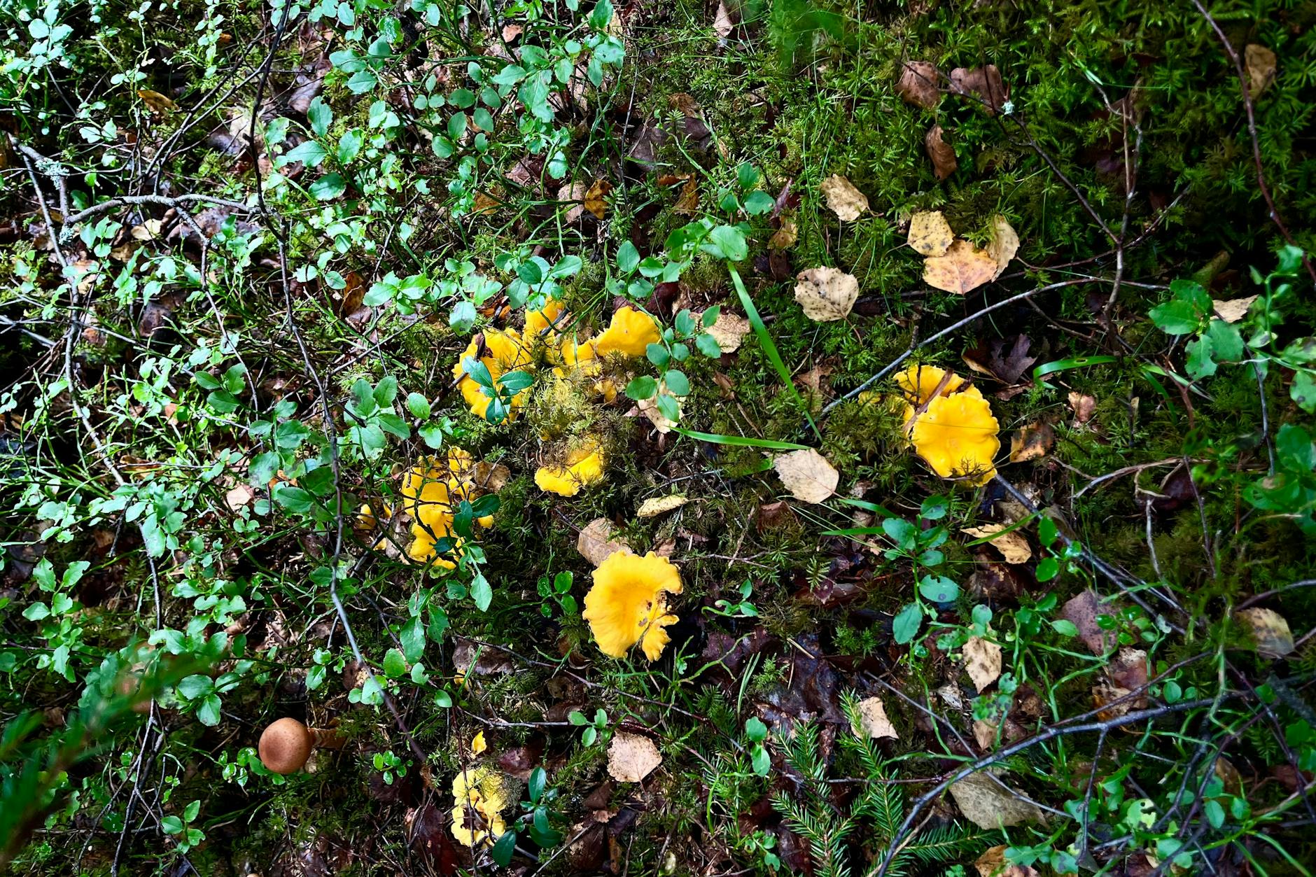 Nach einem Sommerregen stehen die Chancen besonders gut, die begehrten Pilze zu finden. Achten Sie auf moosigen Waldboden und lichte Stellen. Pfifferlinge sind unberechenbar: Wo sie im einen Jahr in Hülle und Fülle stehen, kann es im nächsten Jahr völlig leer sein.
