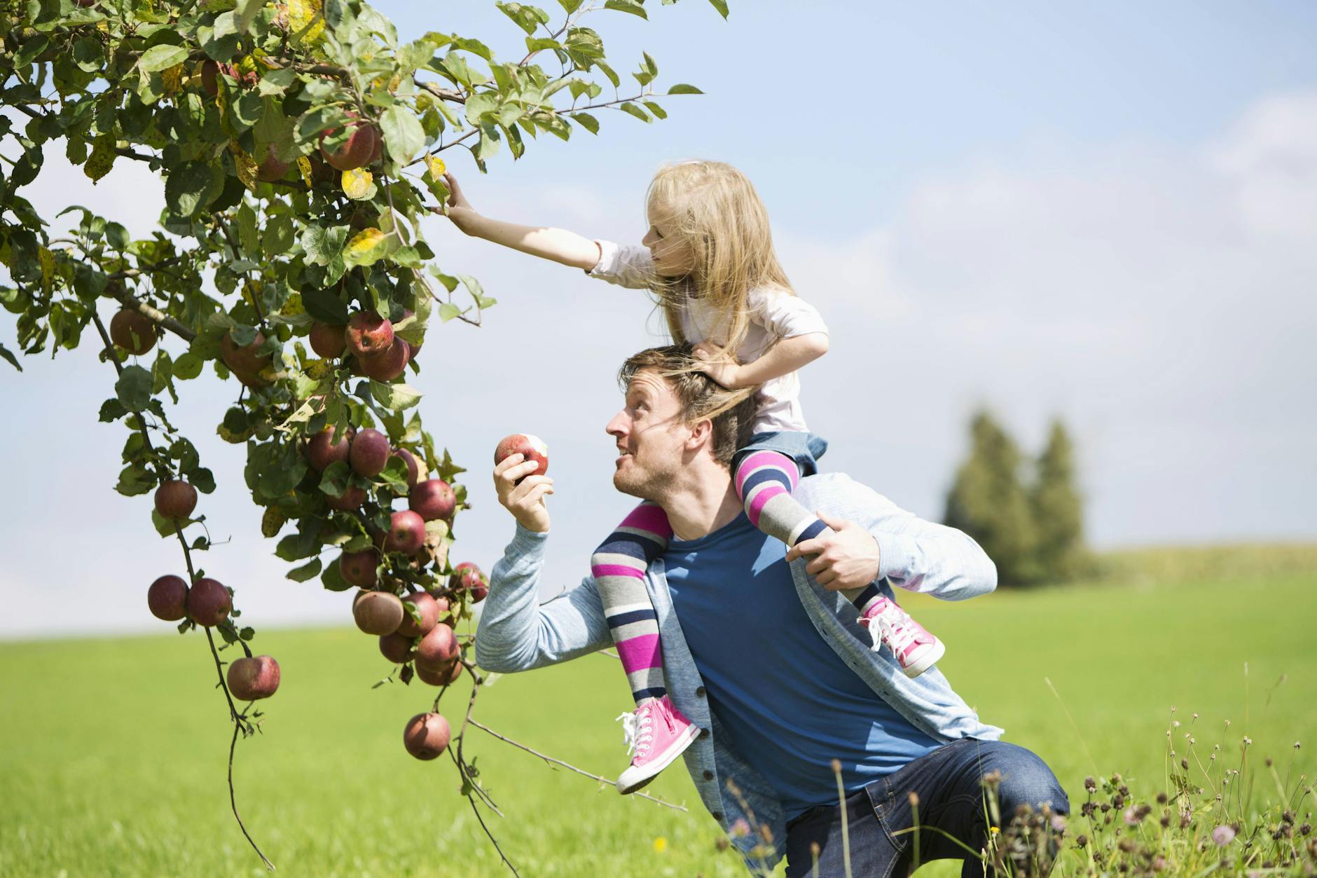 Wer kann da widerstehen? Knackige frische Äpfel auf einer Wiese, da greift man gerne zu. Aber ist das auch legal?