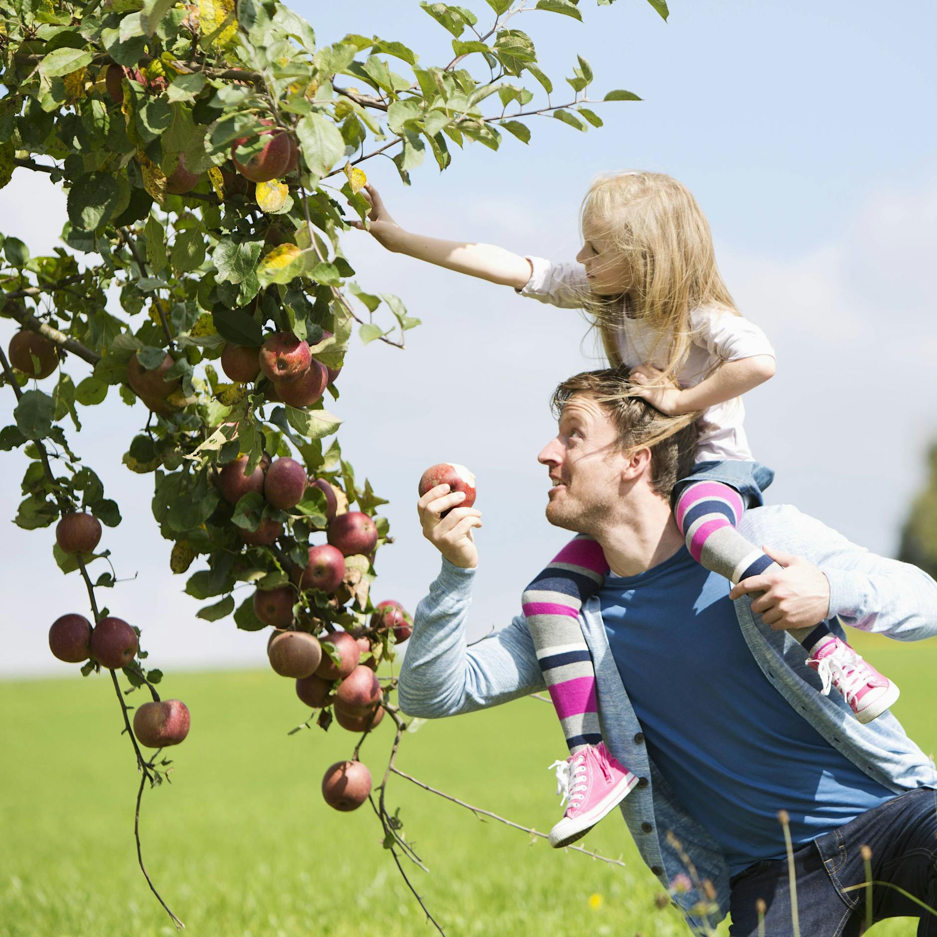 Äpfel und Birnen klauen, Brombeeren pflücken: Ist Mundraub strafbar?
