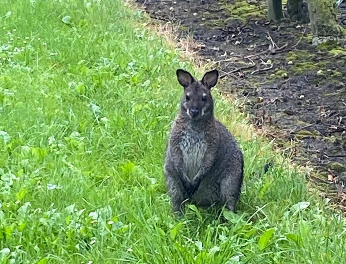 Image - Känguru in Niedersachsen gefangen, Affe am Bodensee entflohen