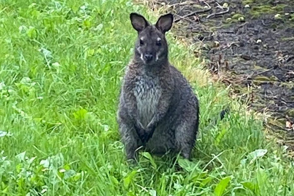 Ein Känguru sitzt auf einer Wiese. Polizisten haben das Tier im Landkreis Stade entdeckt. Es wurde in den Serengeti-Park Hodenhagen gebracht. 