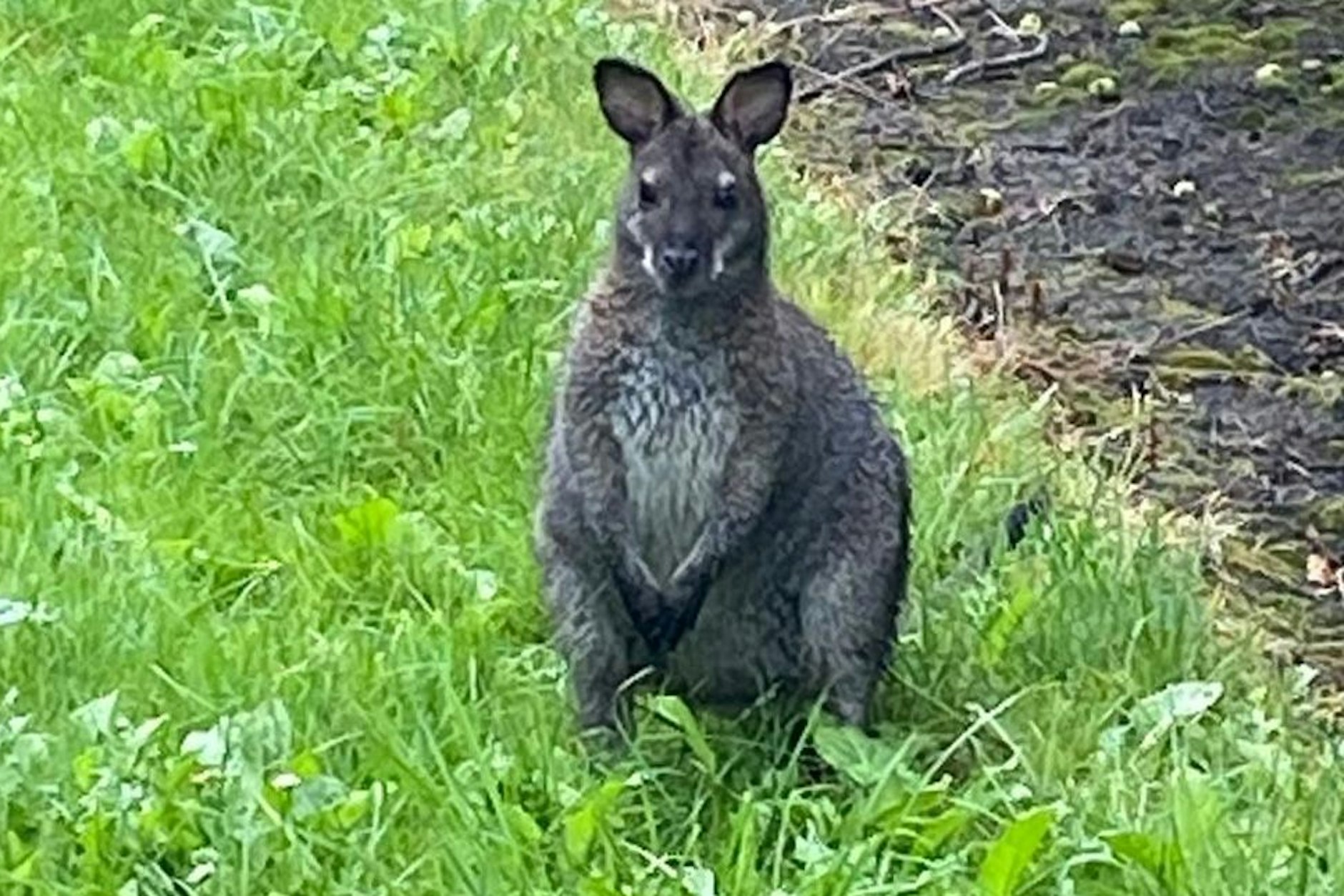 Ein Känguru sitzt auf einer Wiese. Polizisten haben das Tier im Landkreis Stade entdeckt. Es wurde in den Serengeti-Park Hodenhagen gebracht.&nbsp;