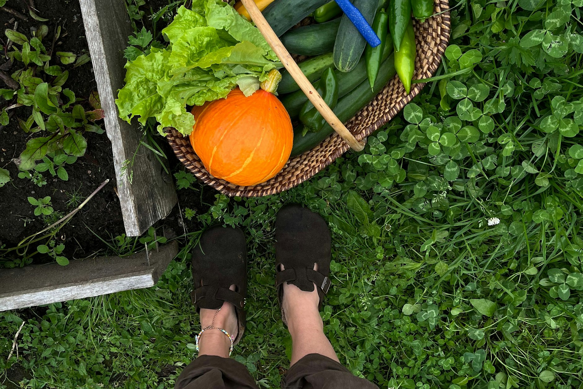 Erntezeit im Küchengarten: Dicke, orangefarbene Kürbisse, frisch geerntet aus dem Garten meiner Eltern – bereit, in eine herzhafte Kürbissuppe verwandelt zu werden.