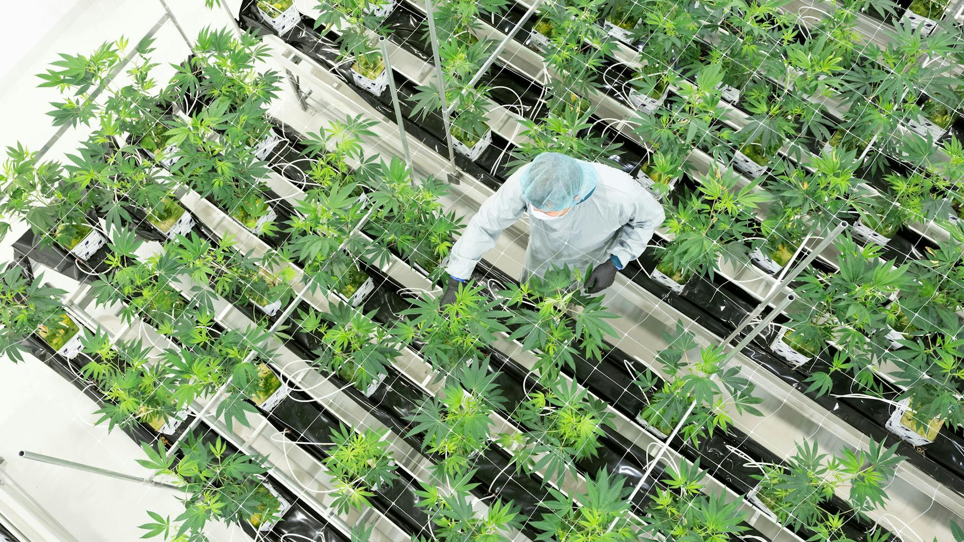 In Ebersbach (Sachsen) wachsen Cannabispflanzen in einem Blütenraum eines Pharmaunternehmens.