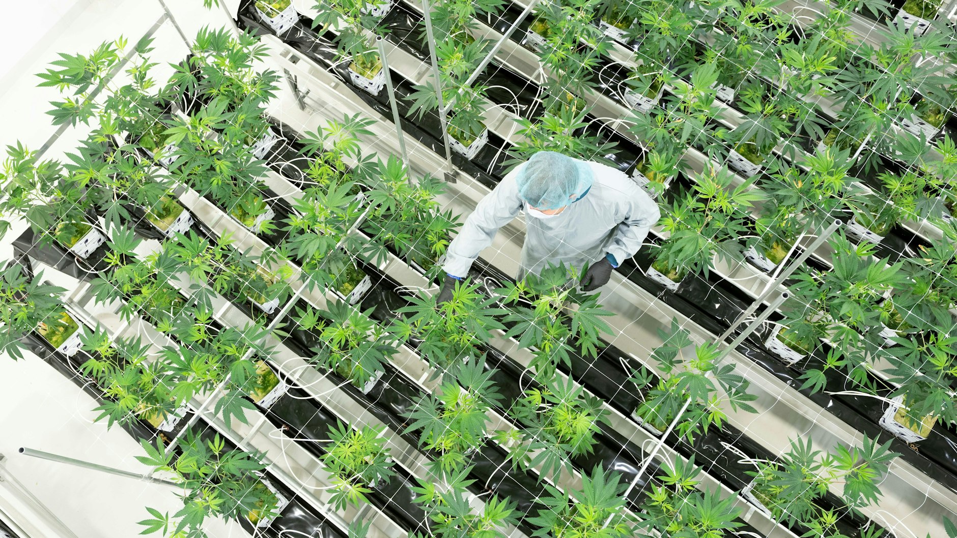 In Ebersbach (Sachsen) wachsen Cannabispflanzen in einem Blütenraum eines Pharmaunternehmens.